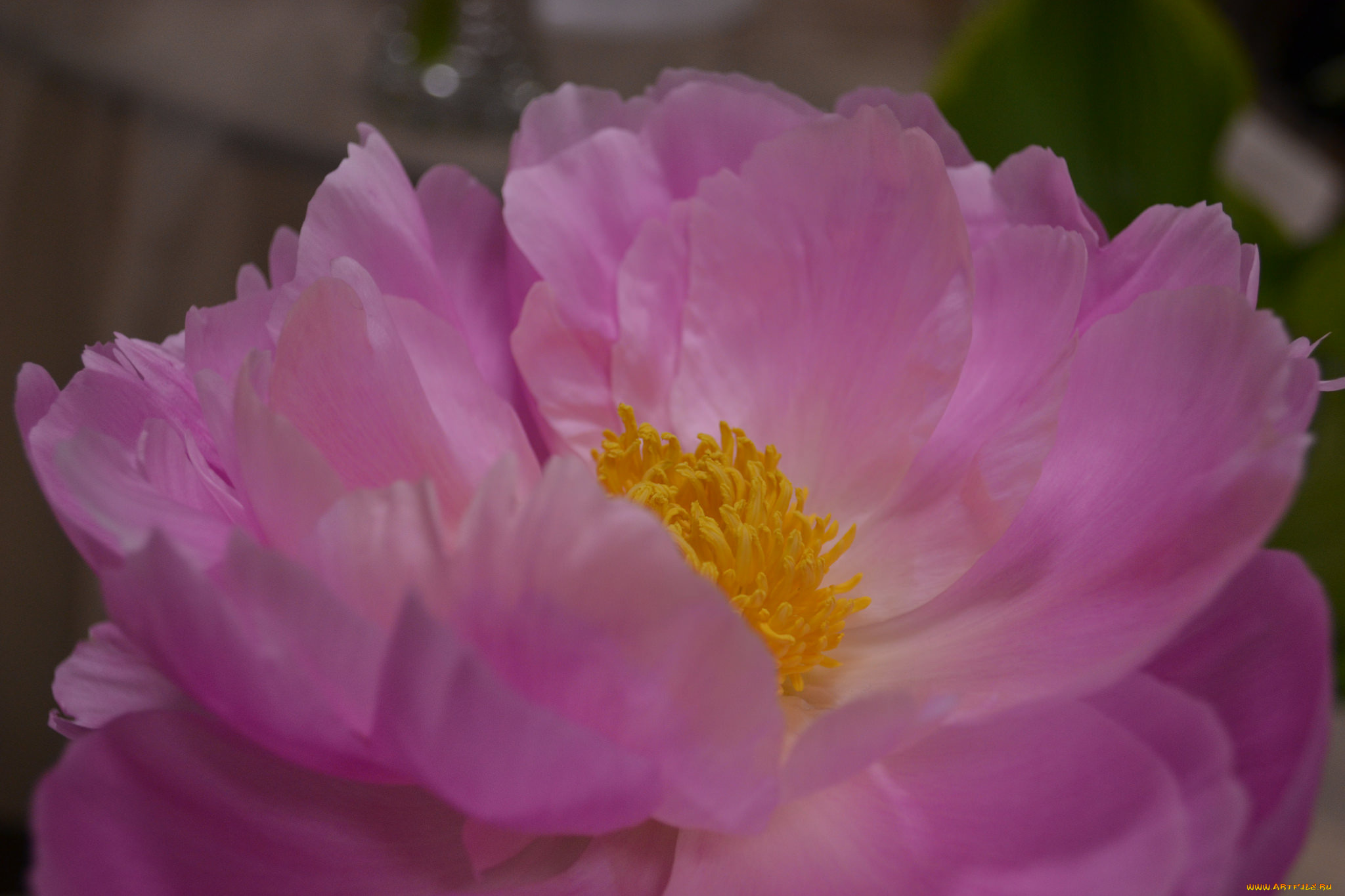 цветы, пионы, бутон, пион, цветение, листья, лепестки