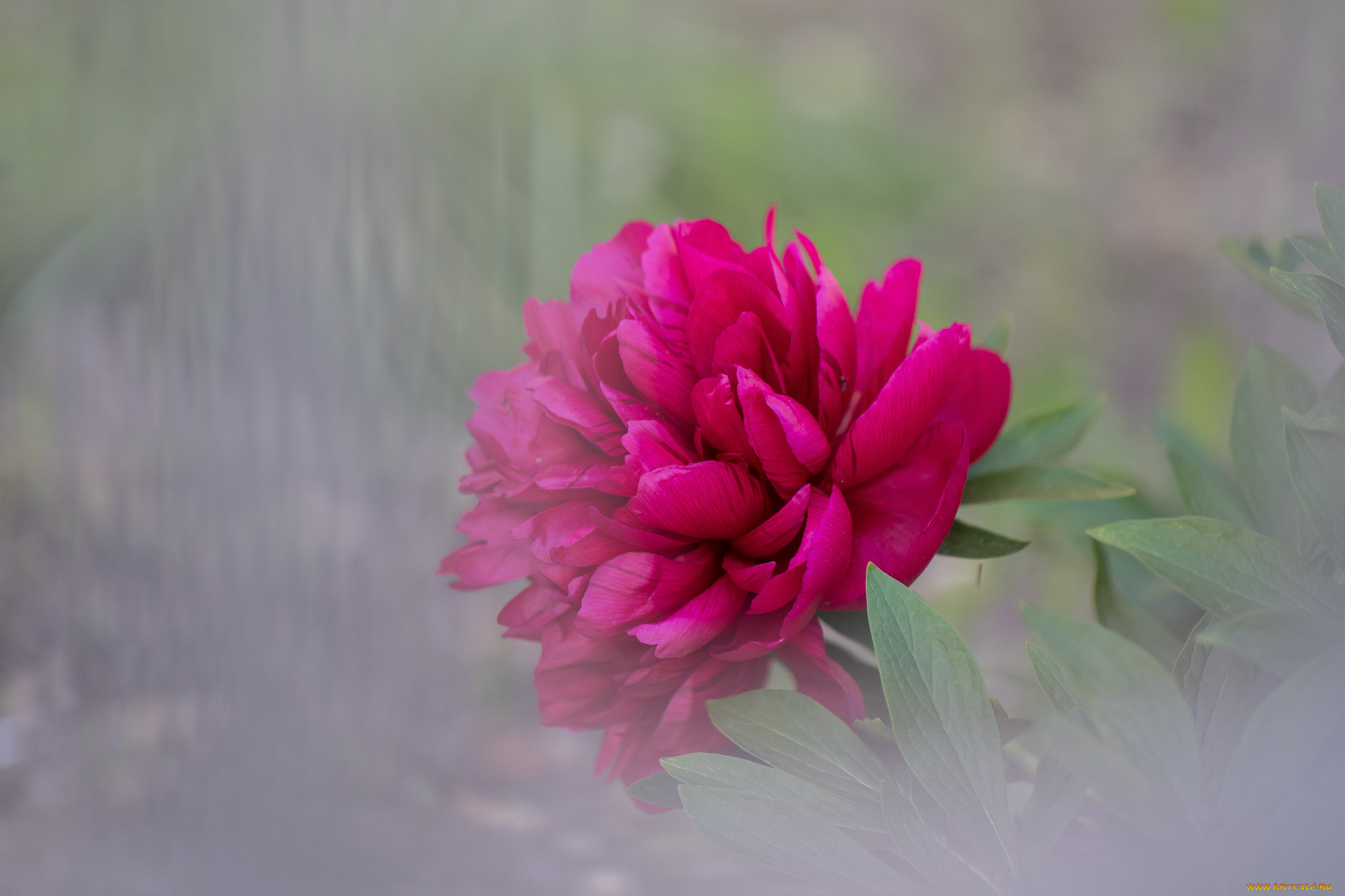 цветы, пионы, пион