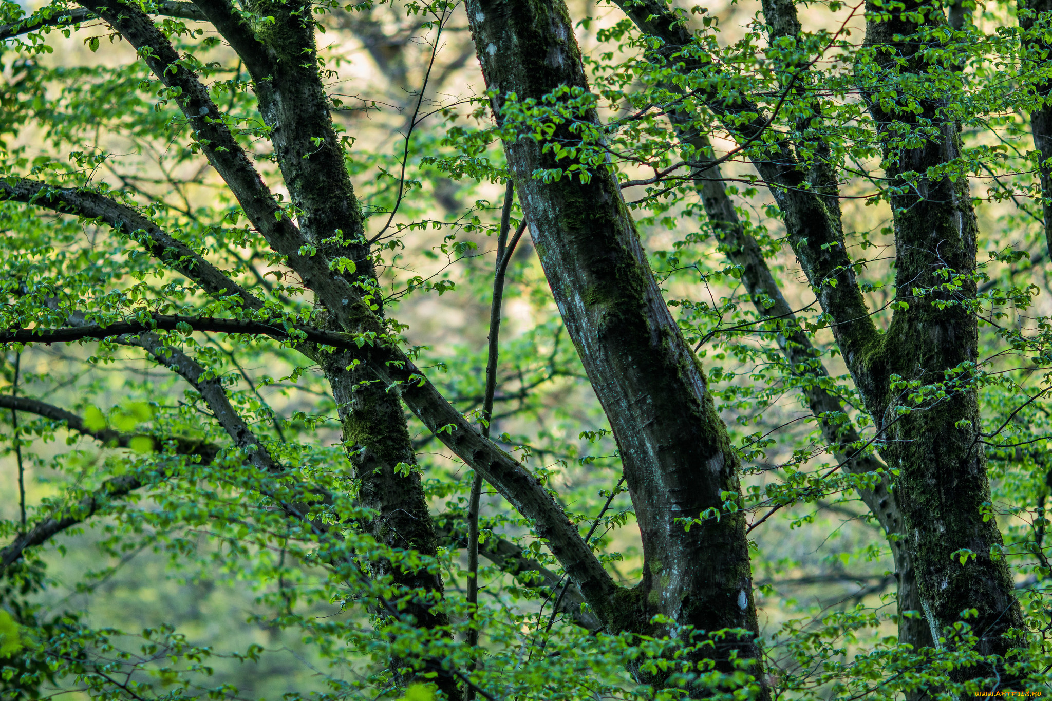 природа, деревья