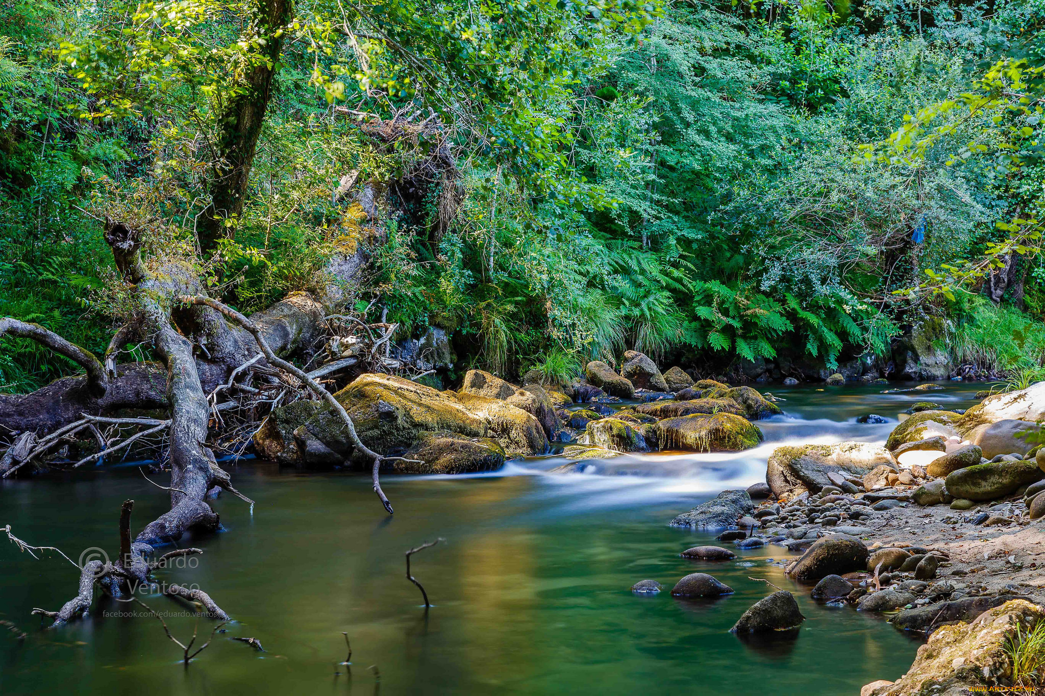 природа, реки, озера, река, лес