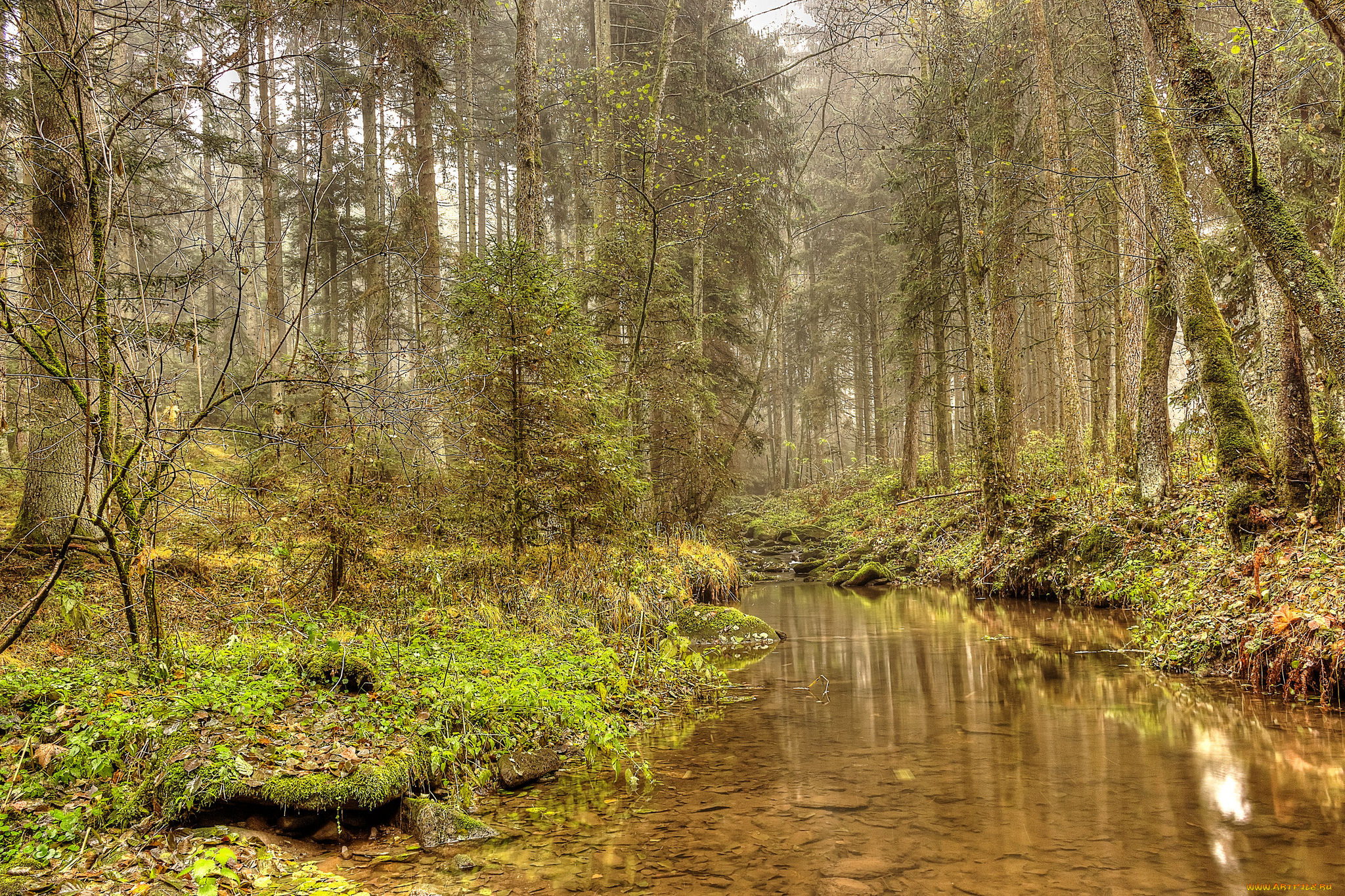 природа, реки, озера, река, лес