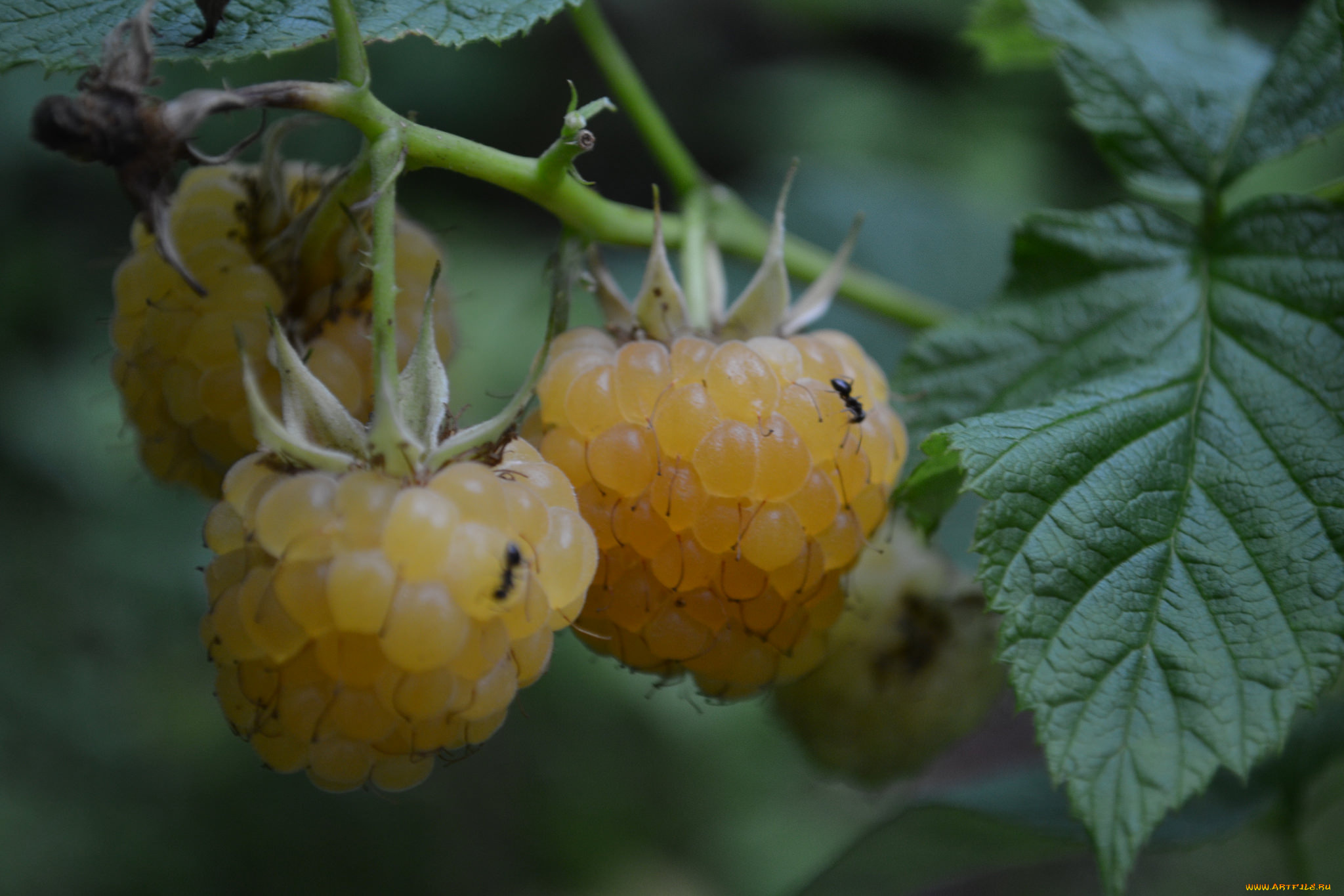 природа, Ягоды, белая, ягода, малина, куст, макро, листья