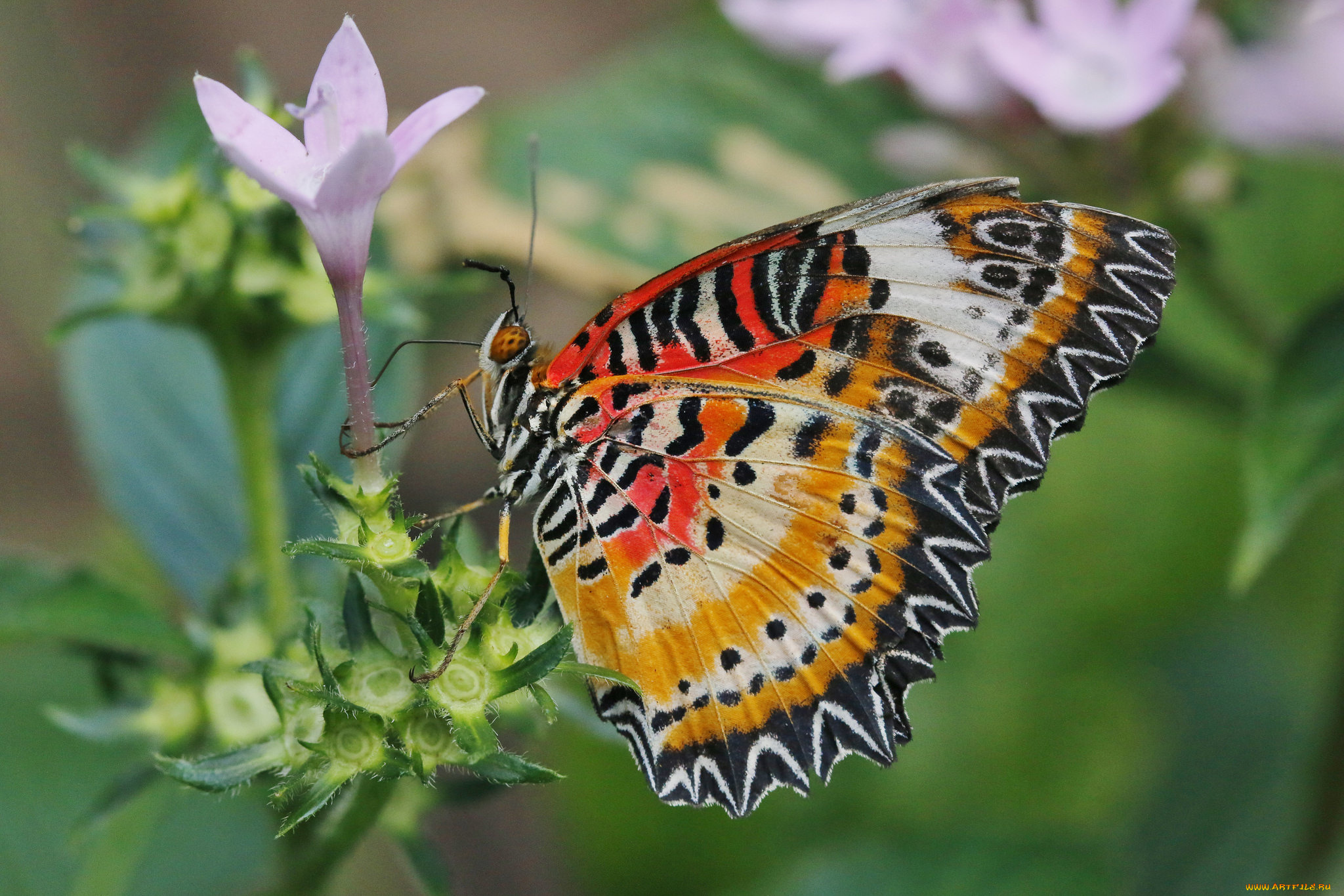 животные, бабочки, , мотыльки, , моли, бабочка