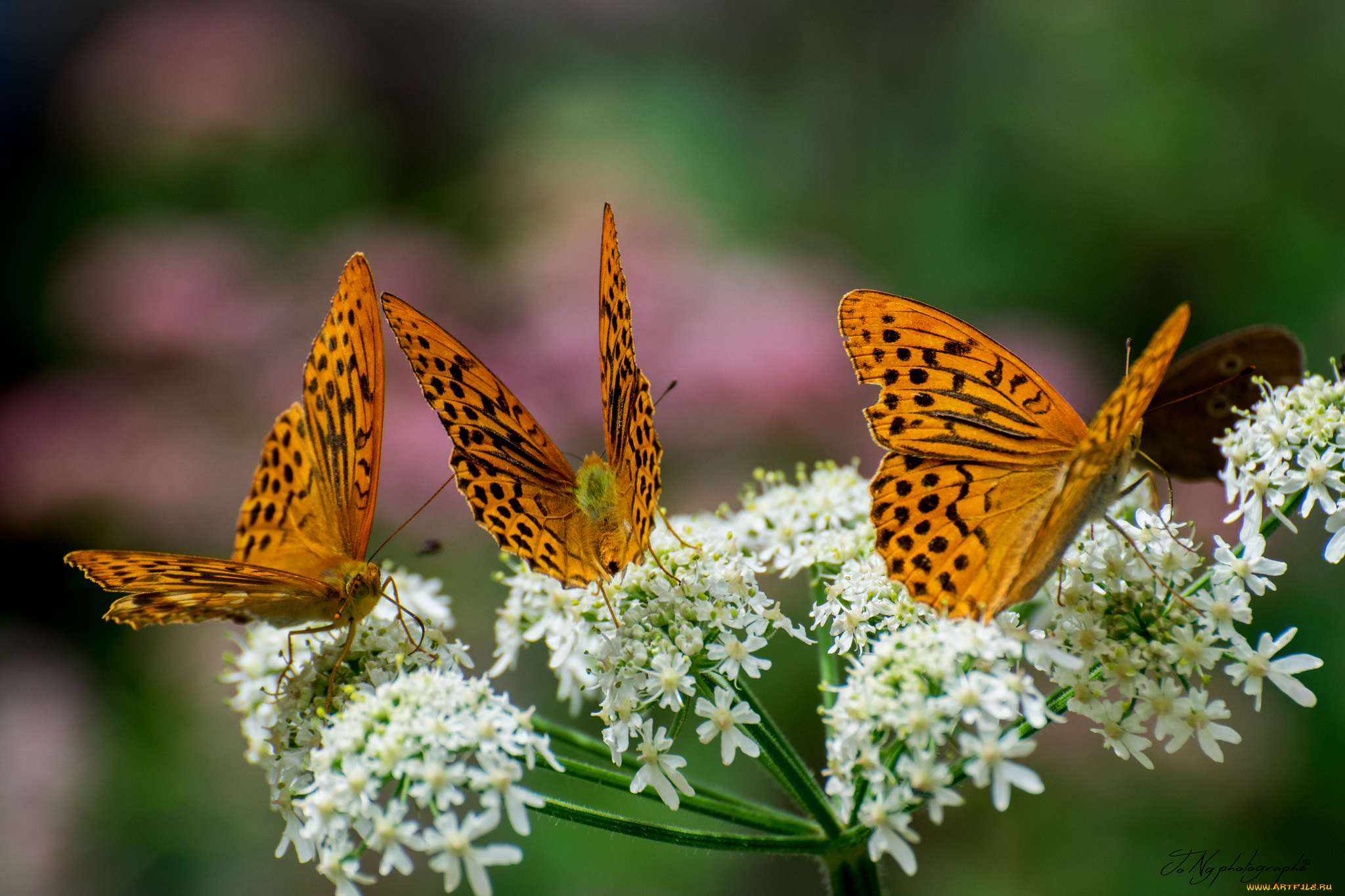 животные, бабочки, , мотыльки, , моли, бабочка