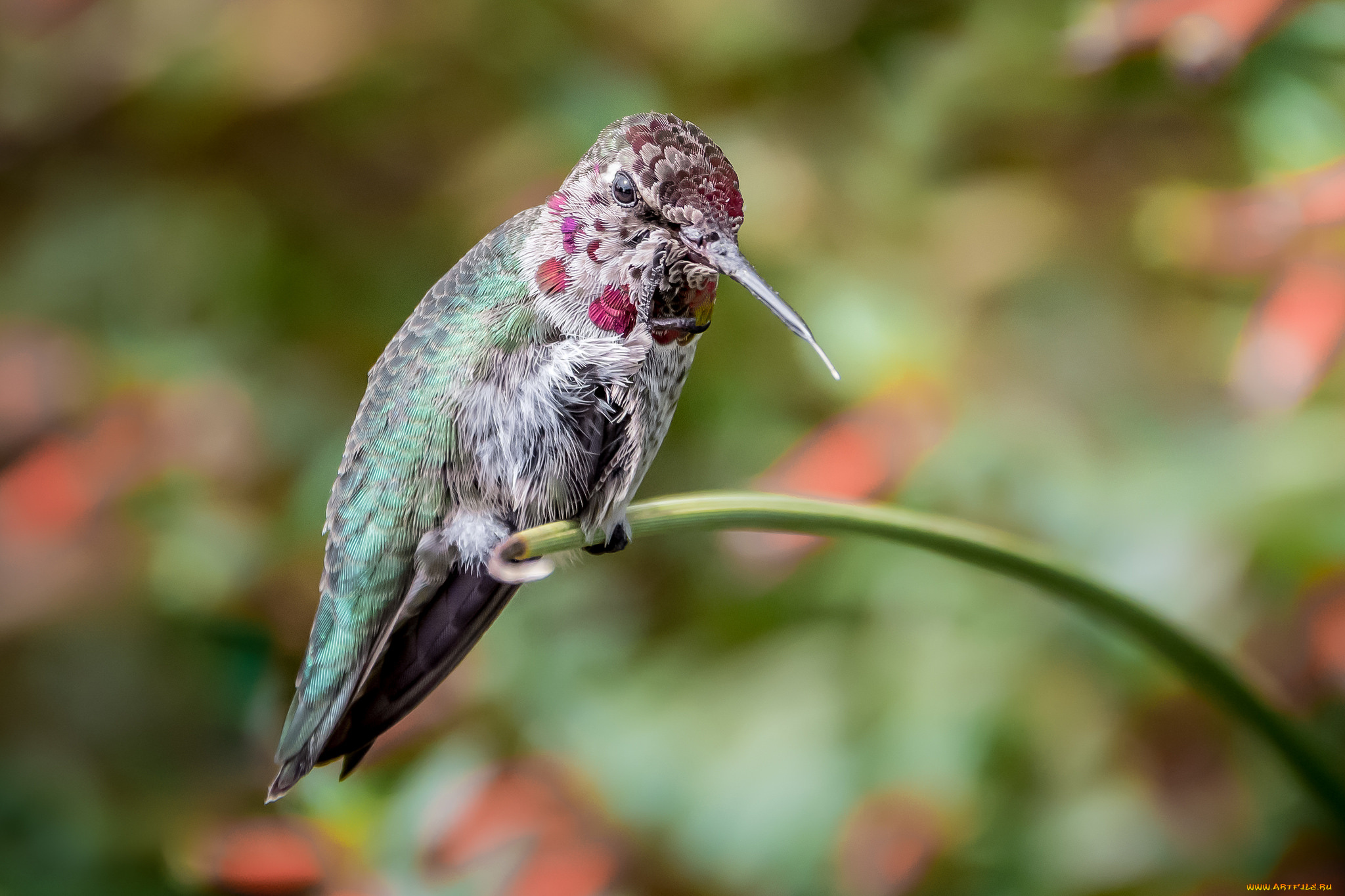 животные, колибри, клювик, маленькая, птичка, малышка