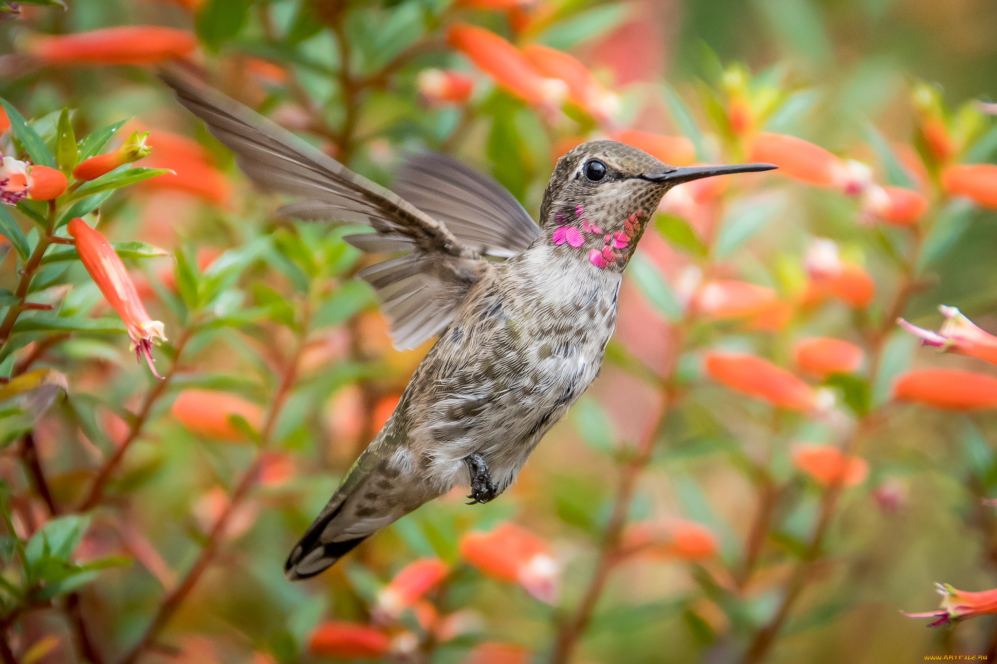 животные, колибри, маленькая, малышка, птичка, клювик