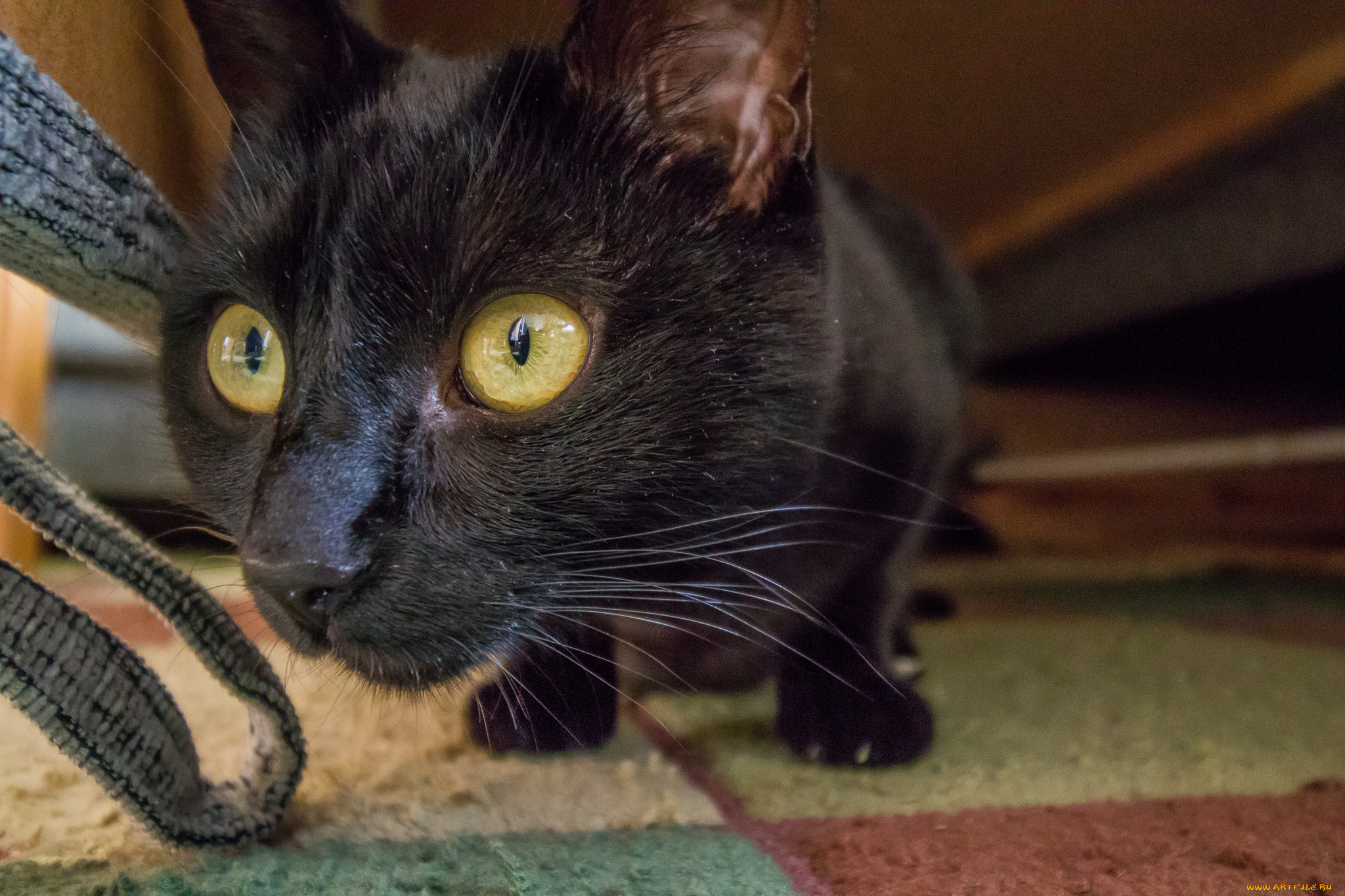 животные, коты, кот