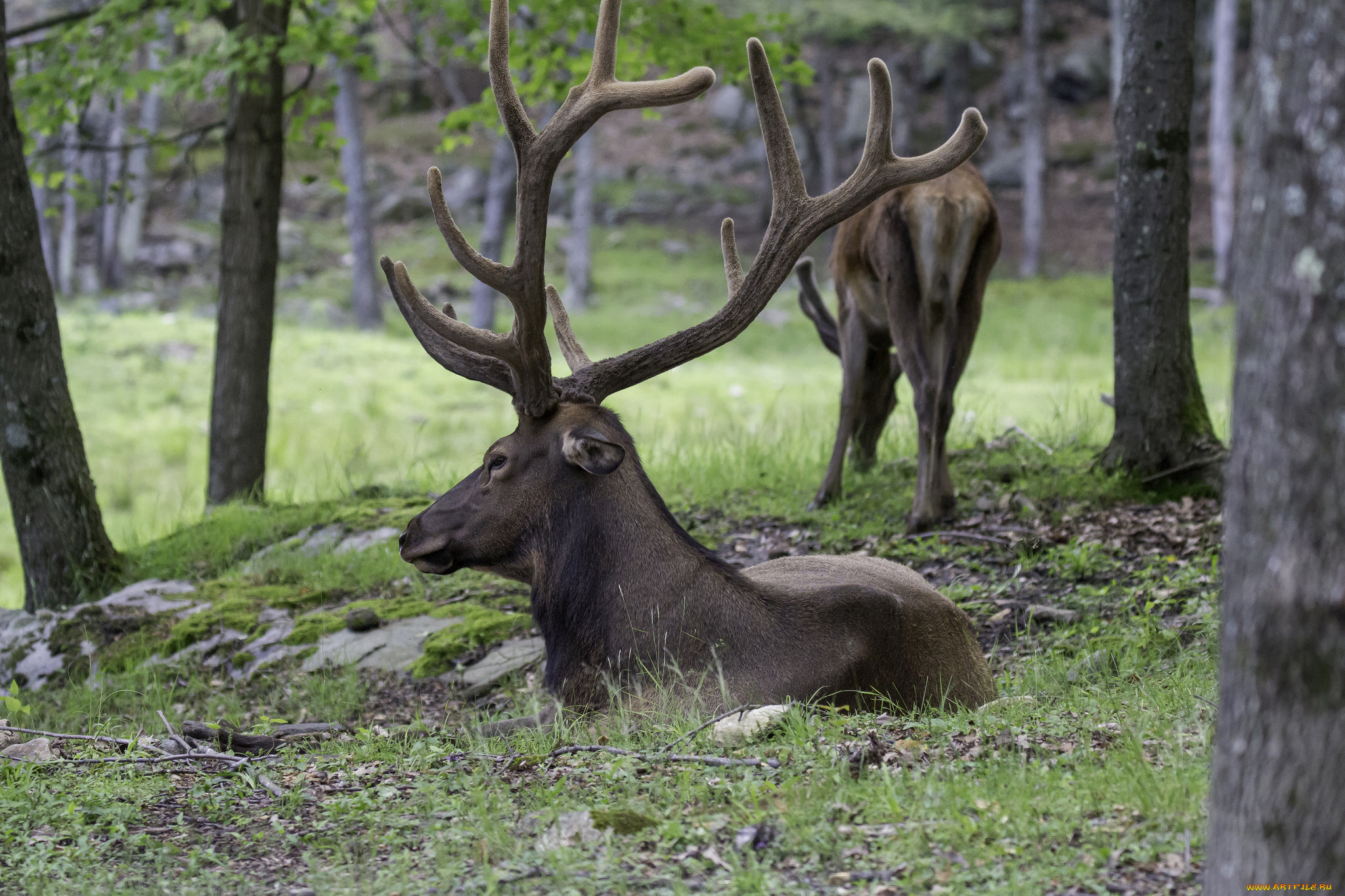 животные, олени, рога, олень, большой