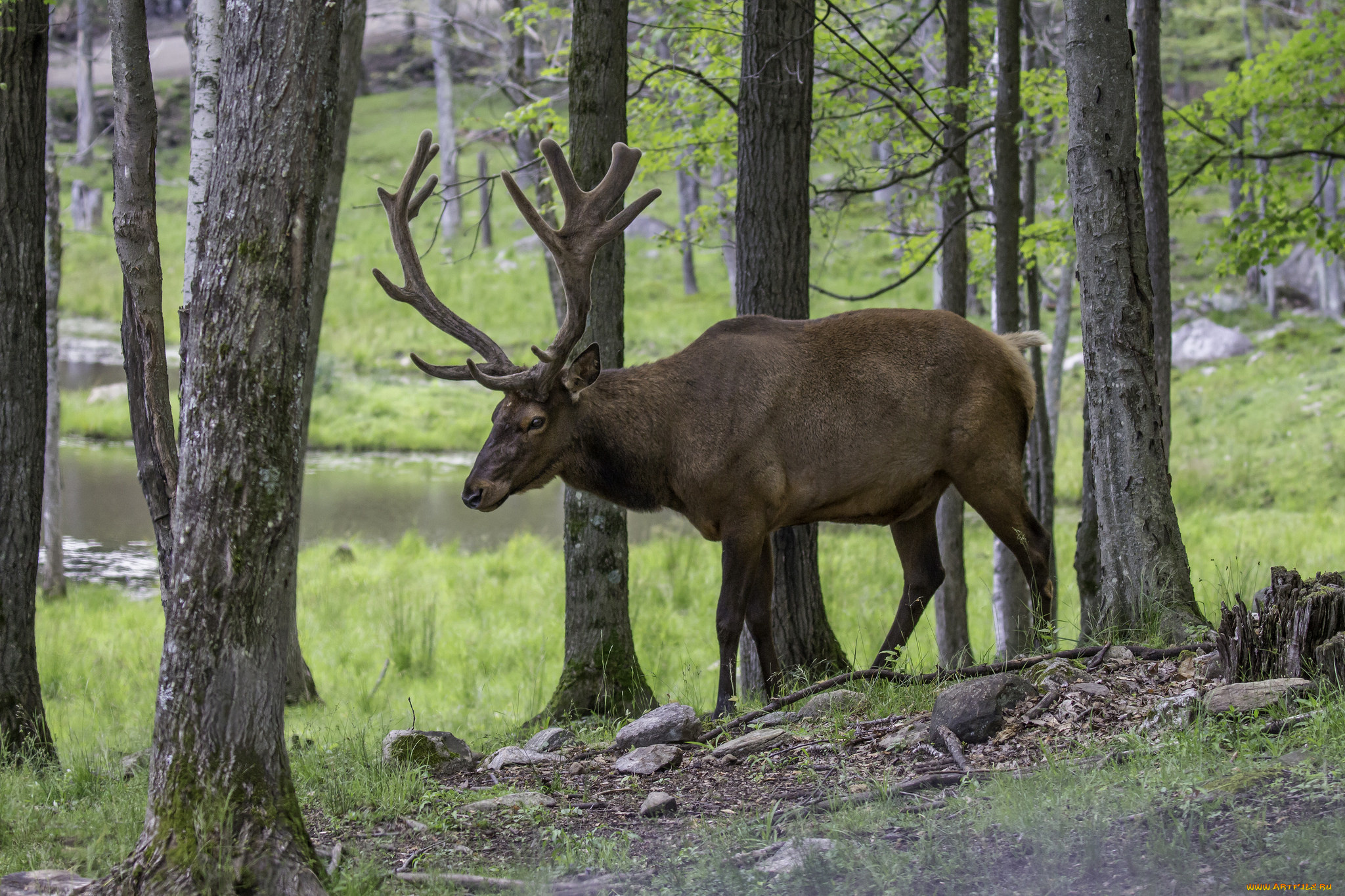 животные, олени, рога, олень, шерсть, окрас, большой