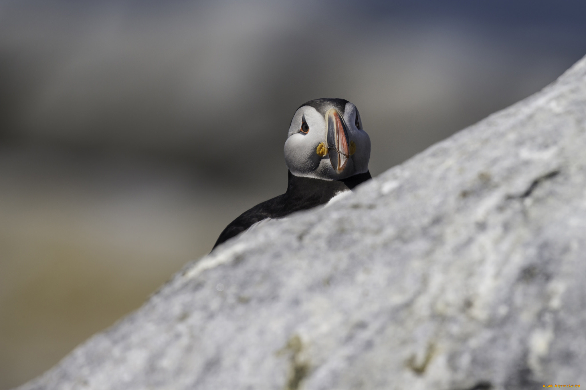 животные, тупики, птица, окрас, тупик