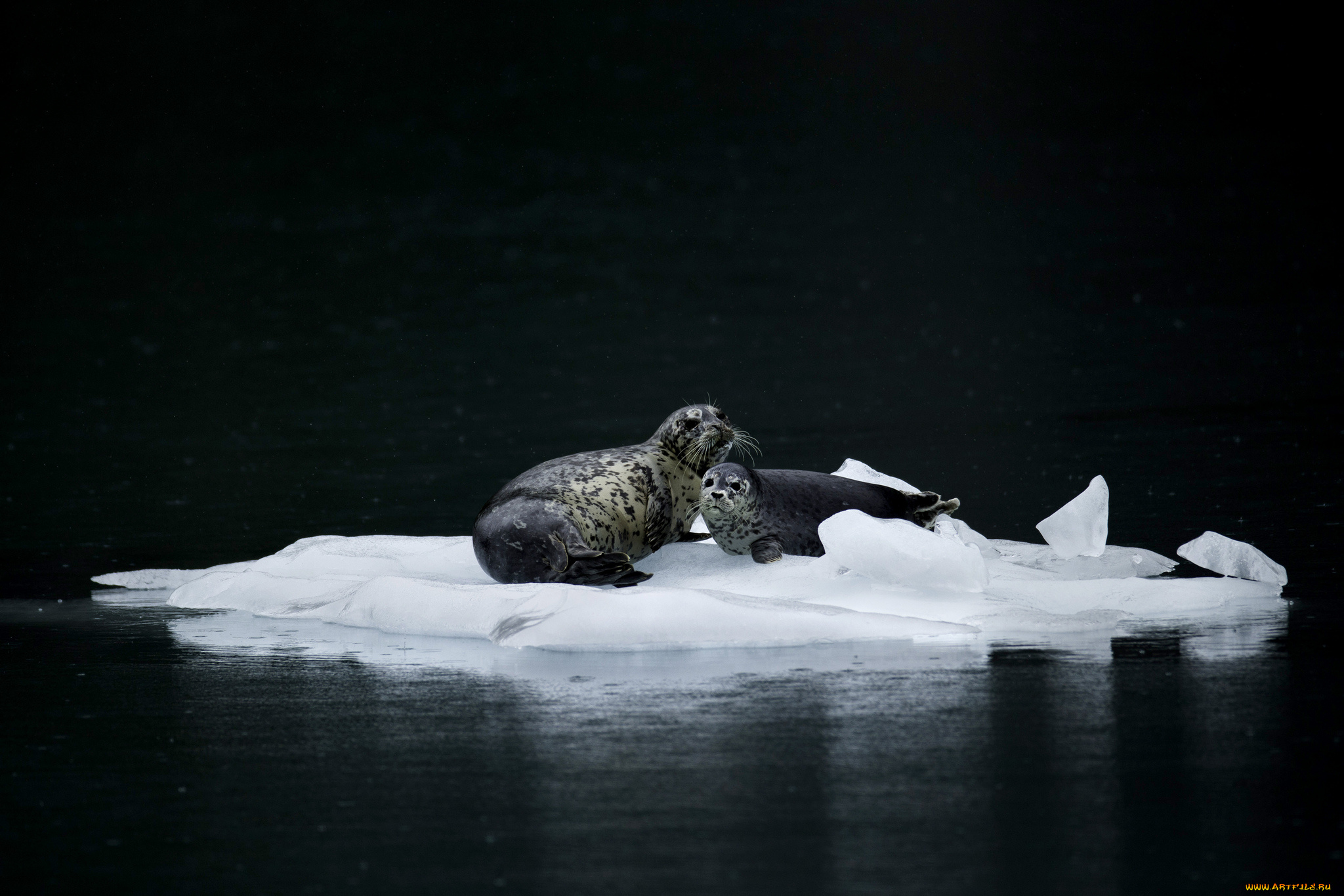 животные, тюлени, , морские, львы, , морские, котики, природа, вода, льдина, пара