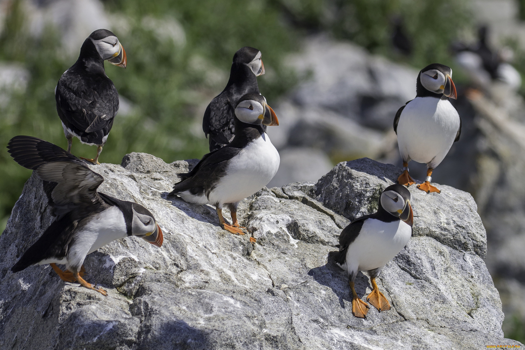 животные, тупики, блики, цветы, профиль, птица, атлантический, puffin, тупик