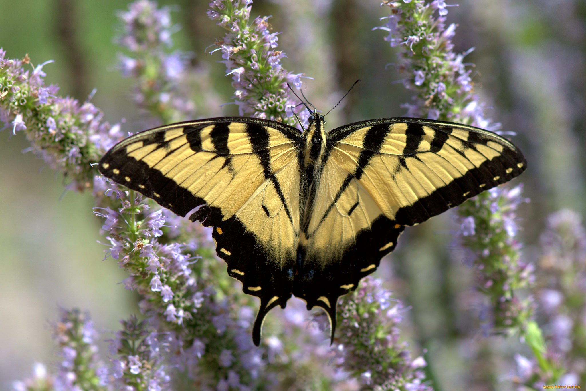 животные, бабочки, , мотыльки, , моли, бабочка