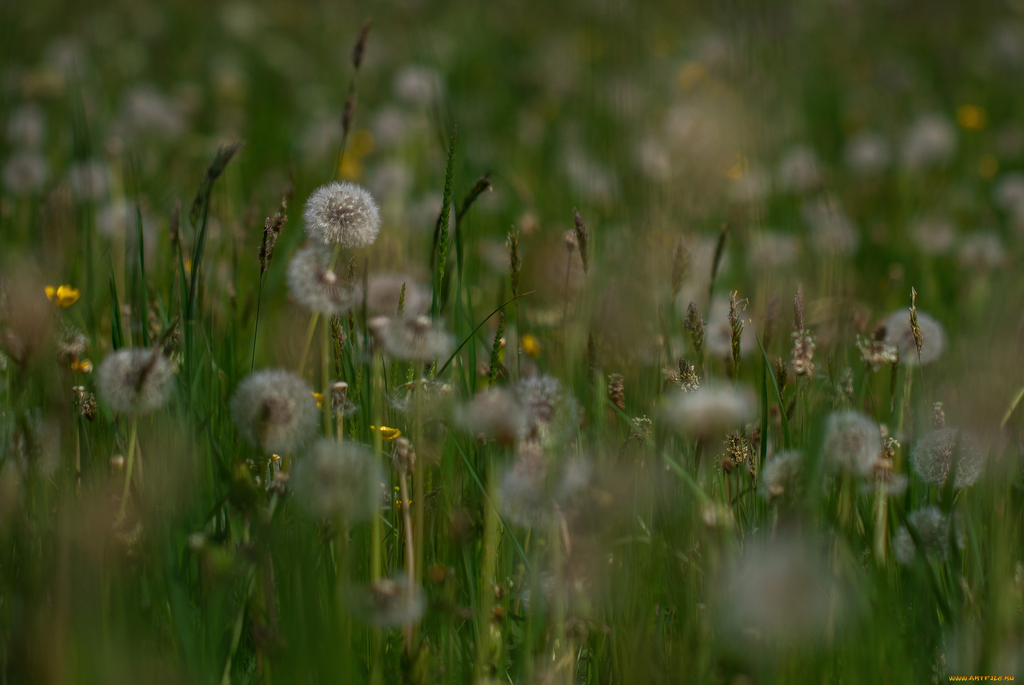 цветы, одуванчики, луг