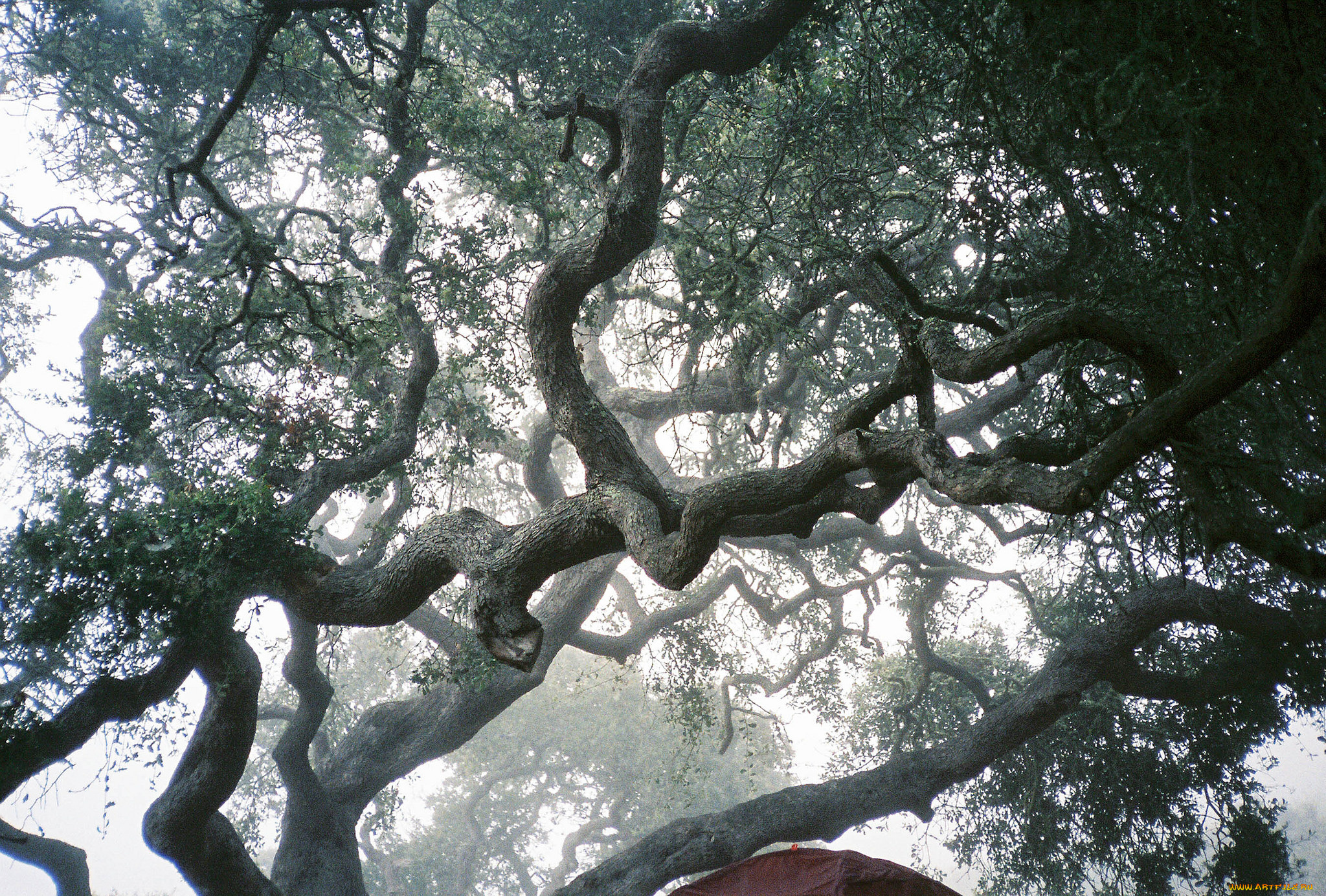 природа, деревья, ветки