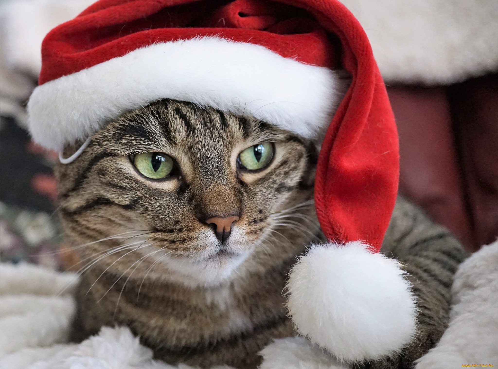 животные, коты, морда, колпак