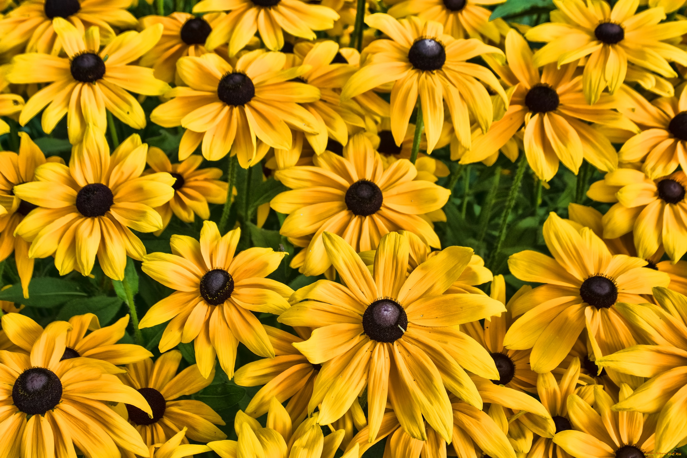 цветы, рудбекия, жёлтые