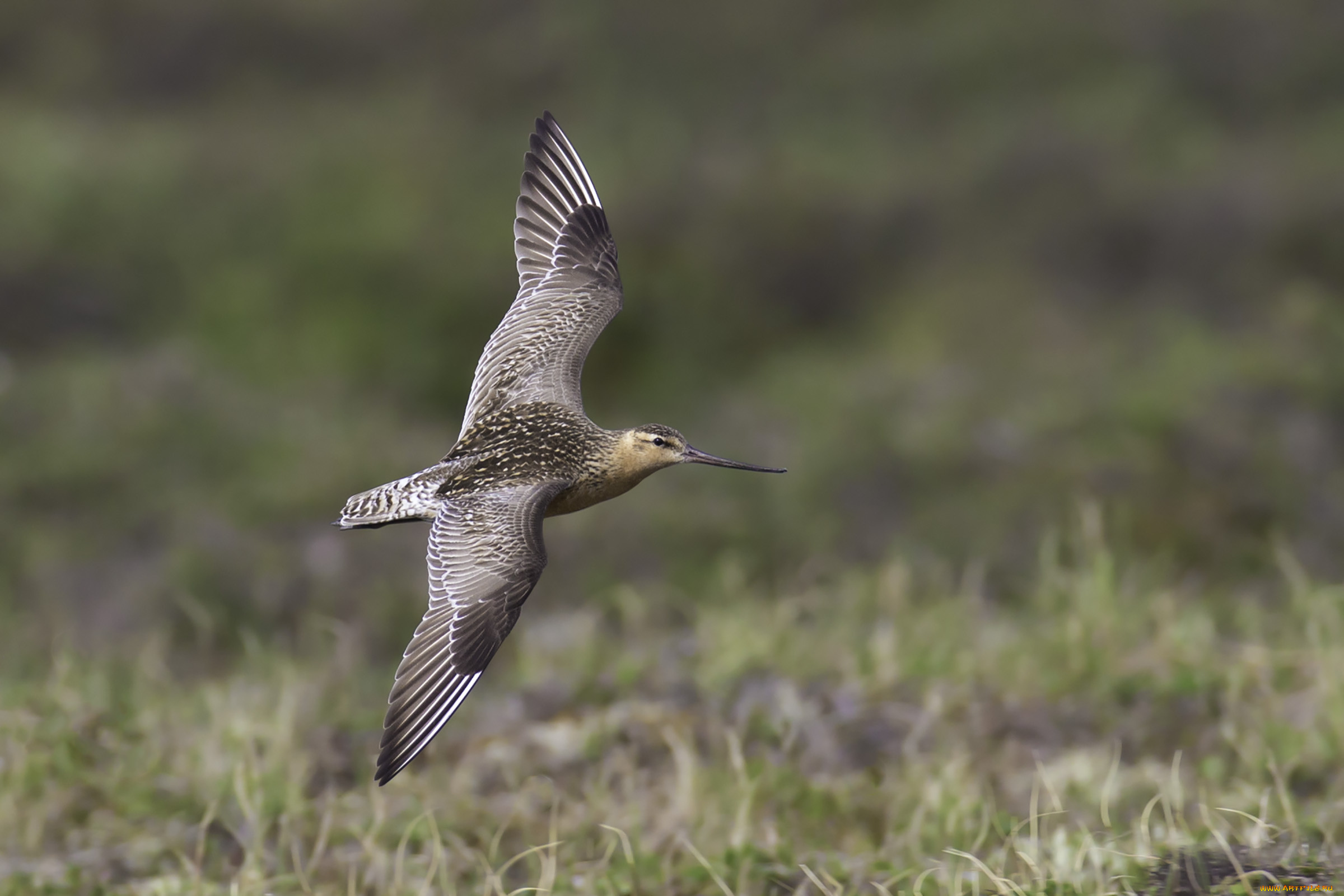 животные, птицы, полет, птица, окрас, перья