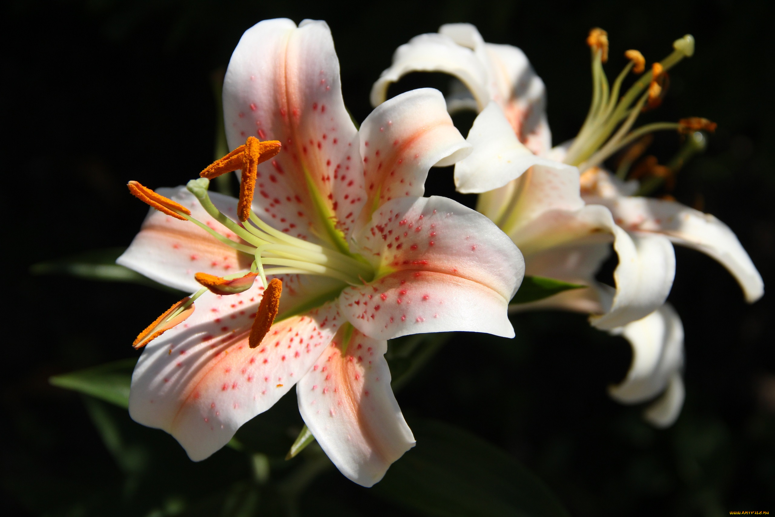 цветы, лилии, , лилейники, дача, август, сад