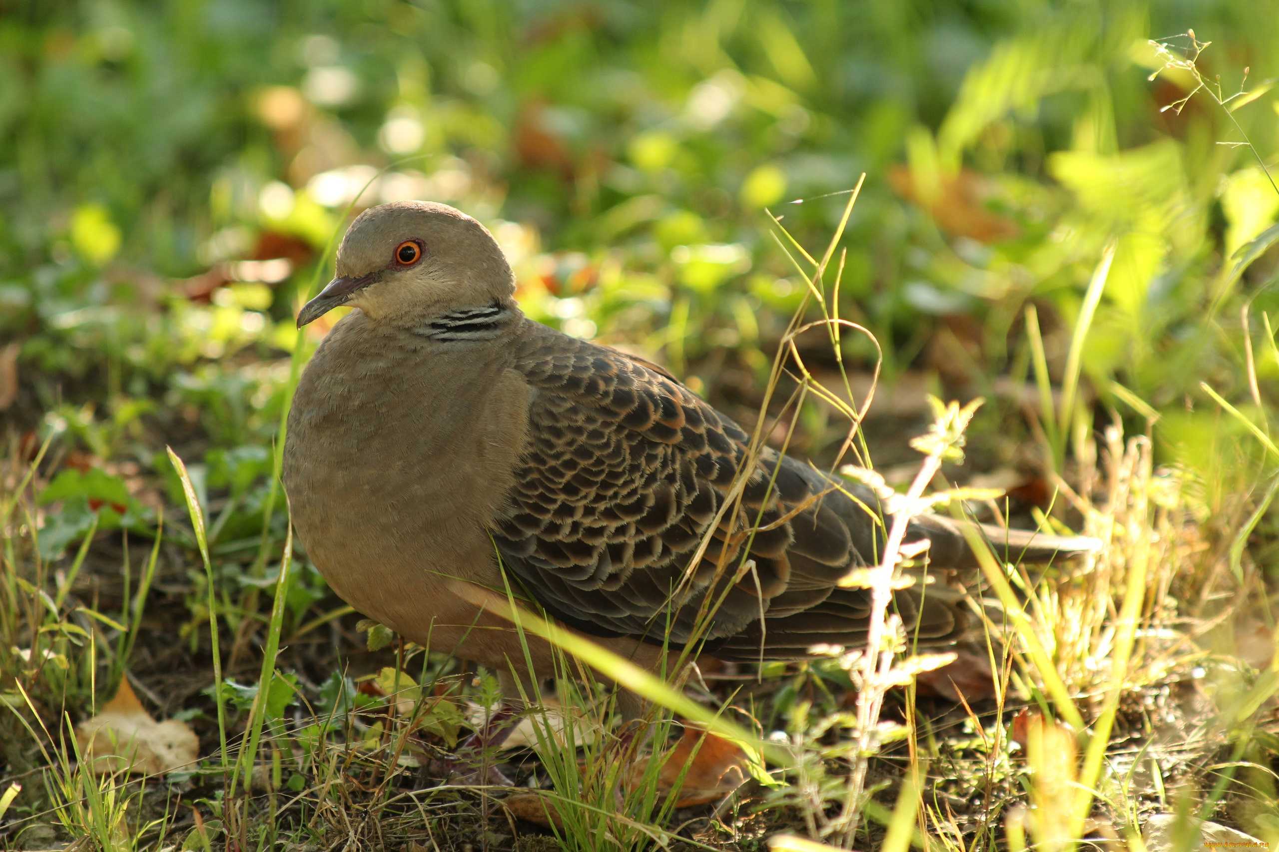 животные, голуби, дальний, восток, горлица, сибирская, хабаровск, птицы, большая, пернатые, дикие