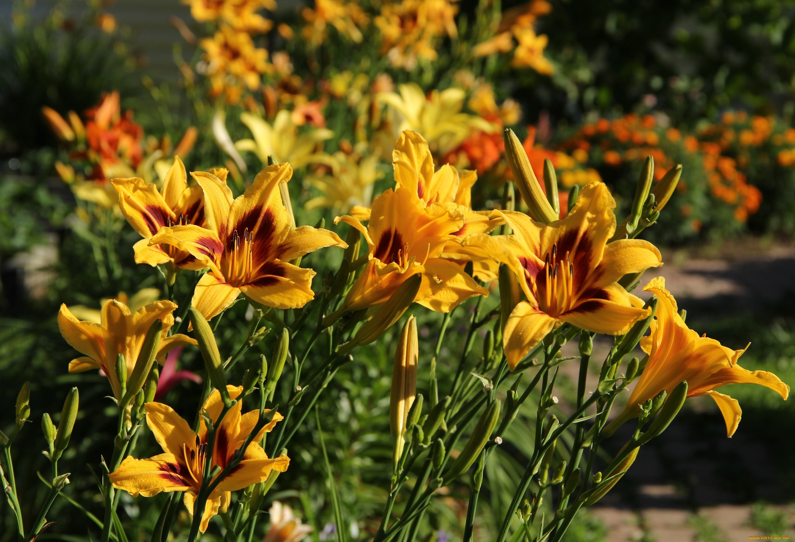 цветы, лилии, , лилейники, сад, лилейники, лето, красота, июль, дача