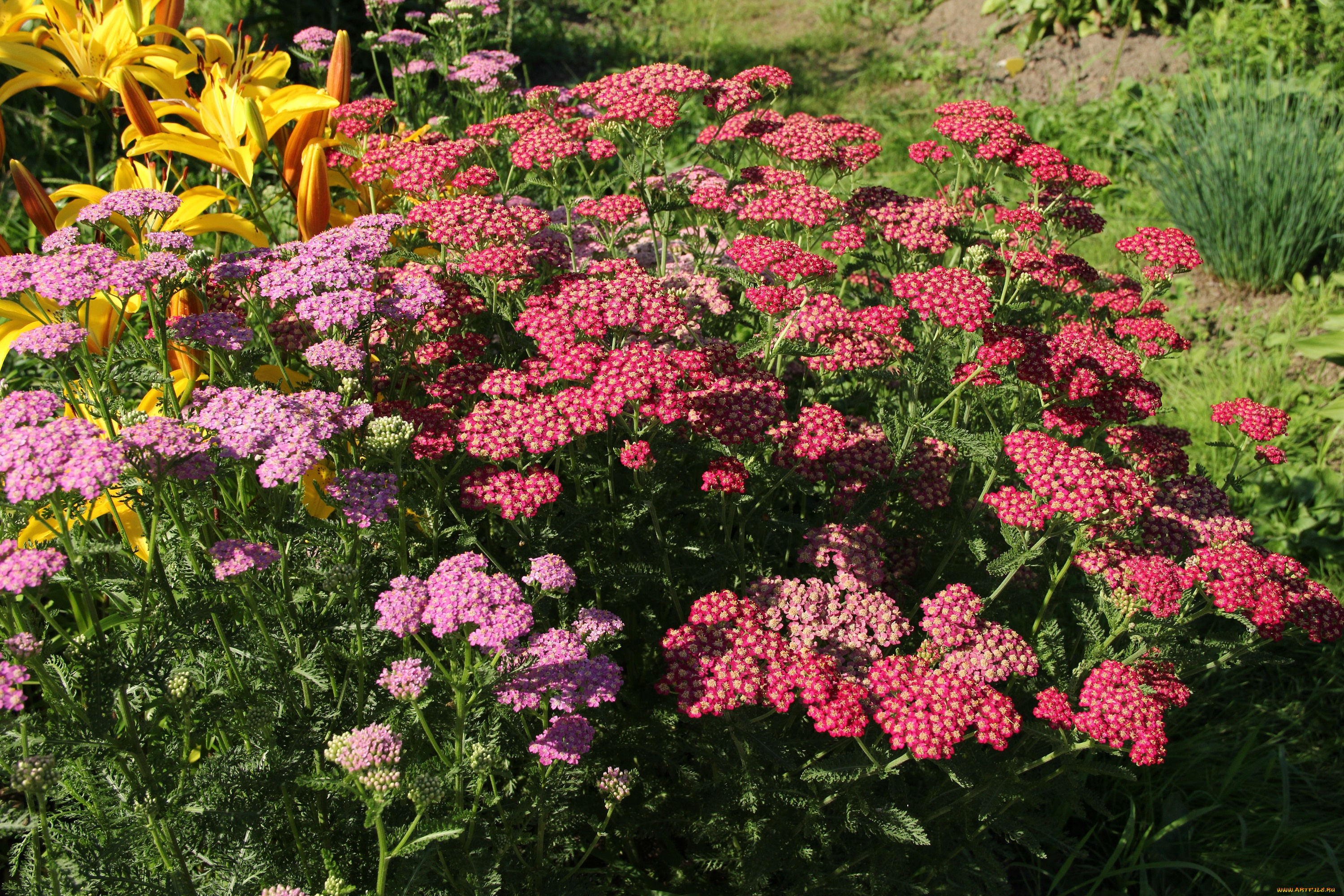 цветы, июль, дача, тысячелистник, сад, природа, красота, лето, цветение