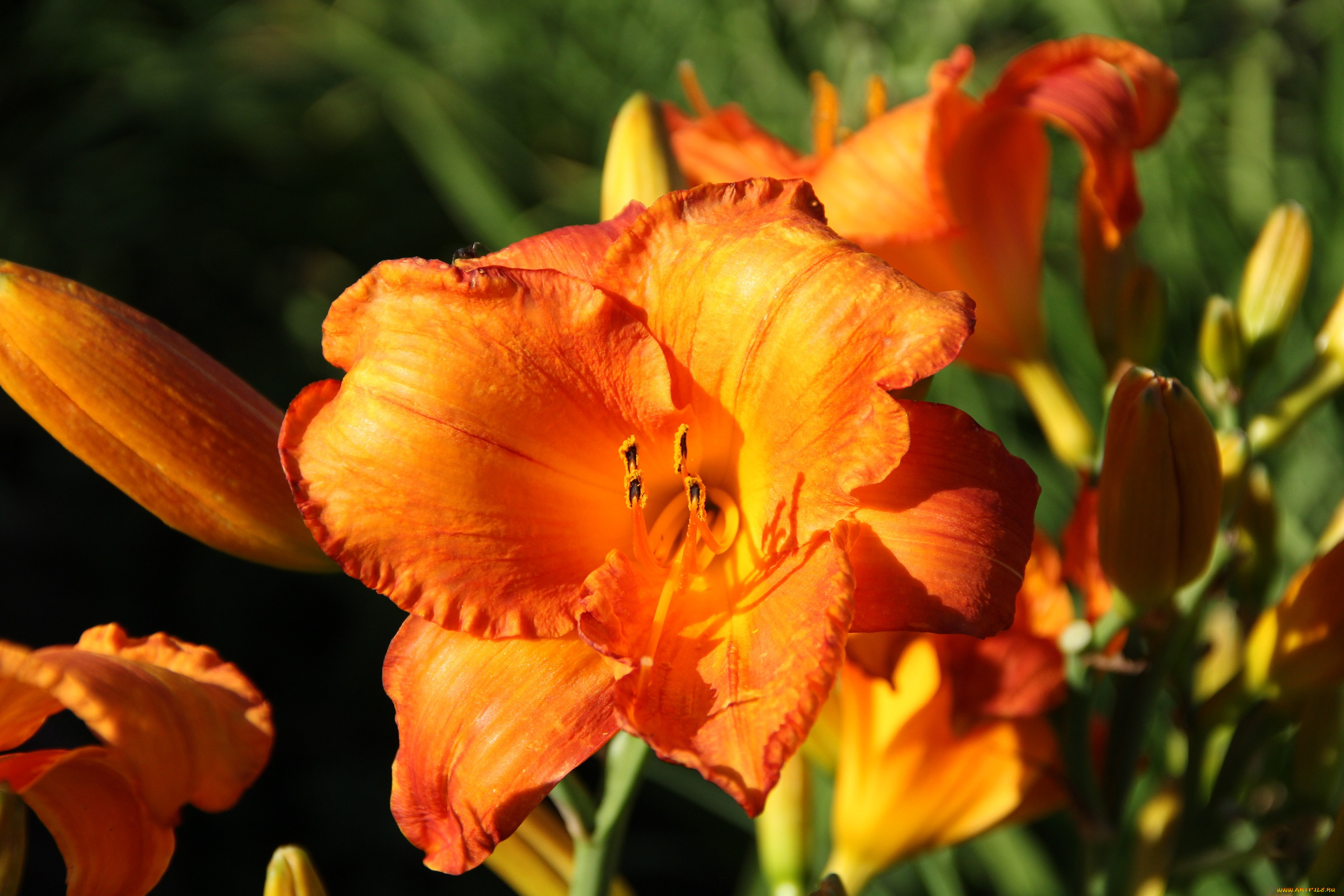 цветы, лилии, , лилейники, сад, лилейники, лето, дача