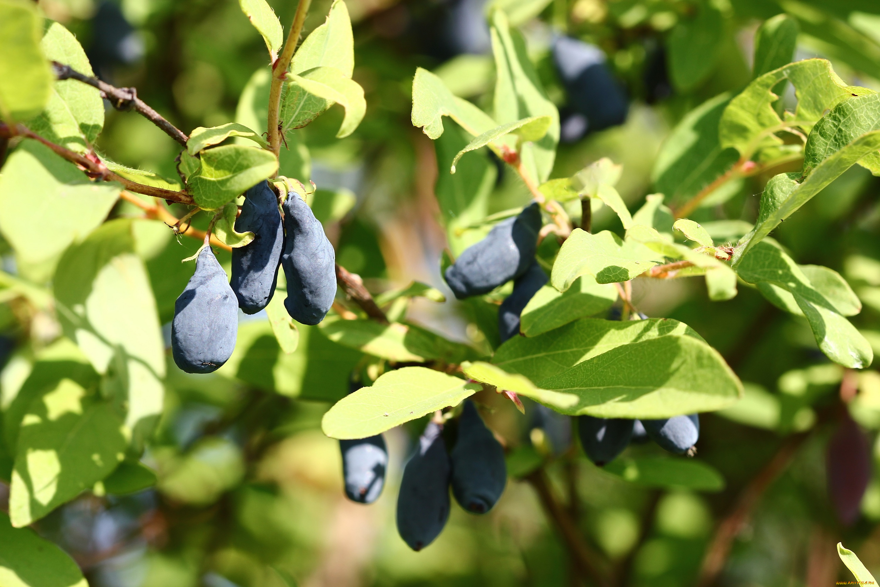 природа, плоды, дальний, восток, дача, жимолость, июнь, лето, сад, хабаровск, ягоды