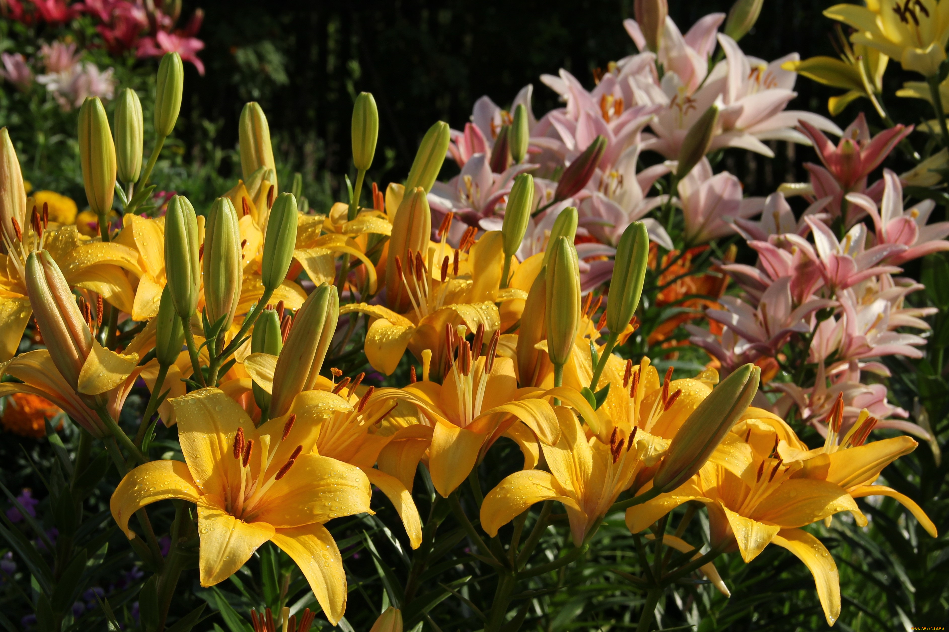 цветы, лилии, , лилейники, красота, июль, дача, цветение, сад, природа, лето
