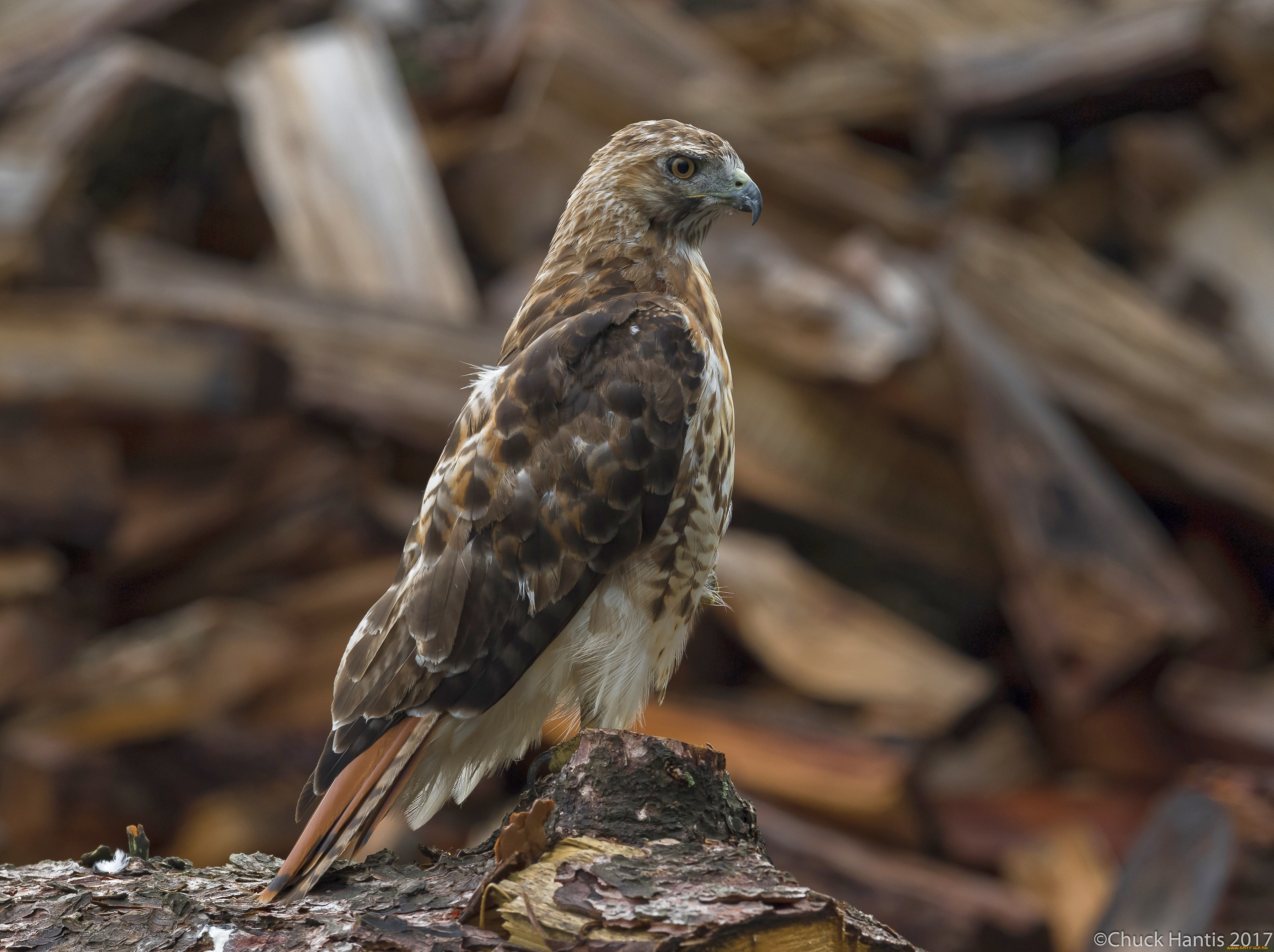 животные, птицы, -, хищники, птица