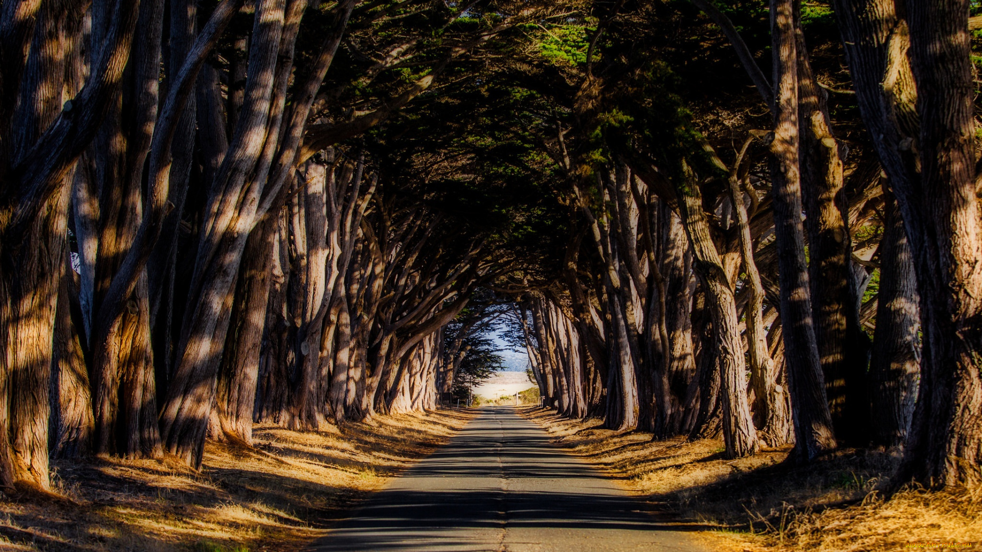 природа, дороги, деревья, дорога, шоссе