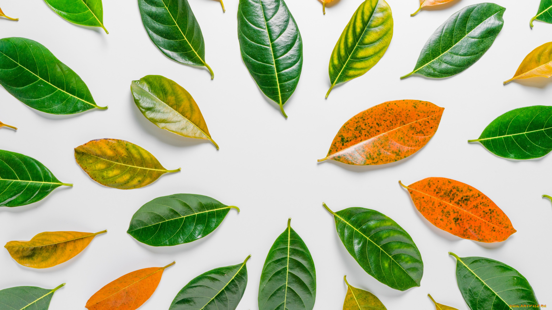 природа, листья, фон