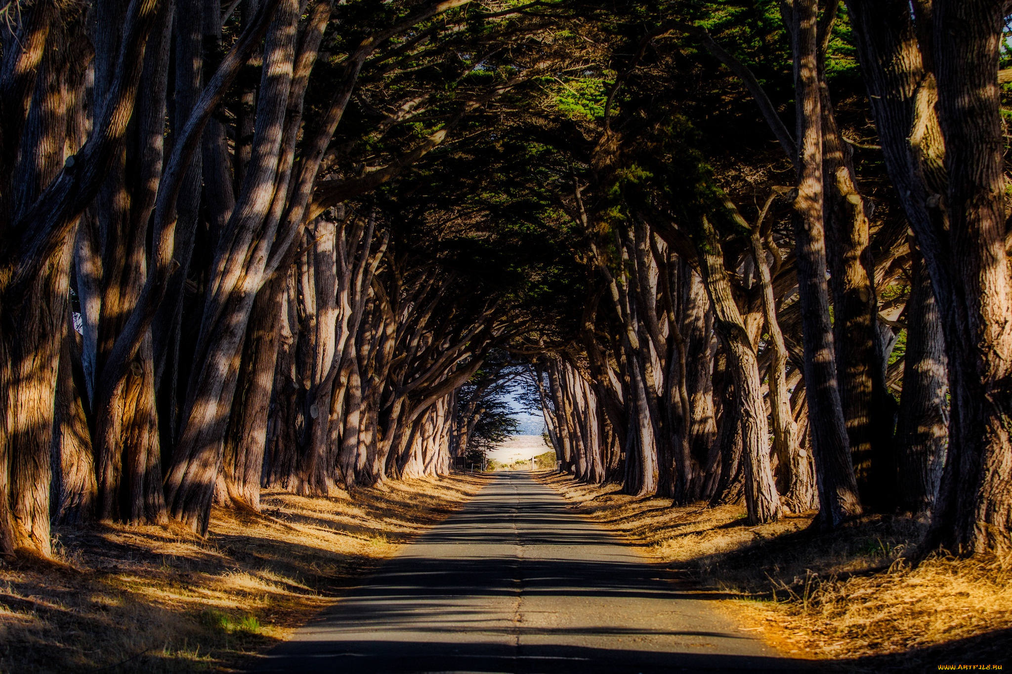 природа, дороги, деревья, дорога, шоссе