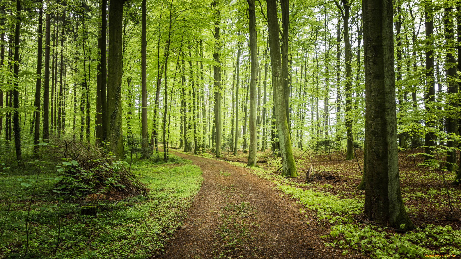 природа, дороги, дорога