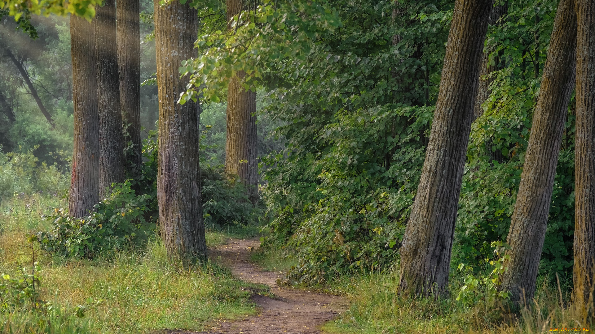 природа, лес, деревья, лучи