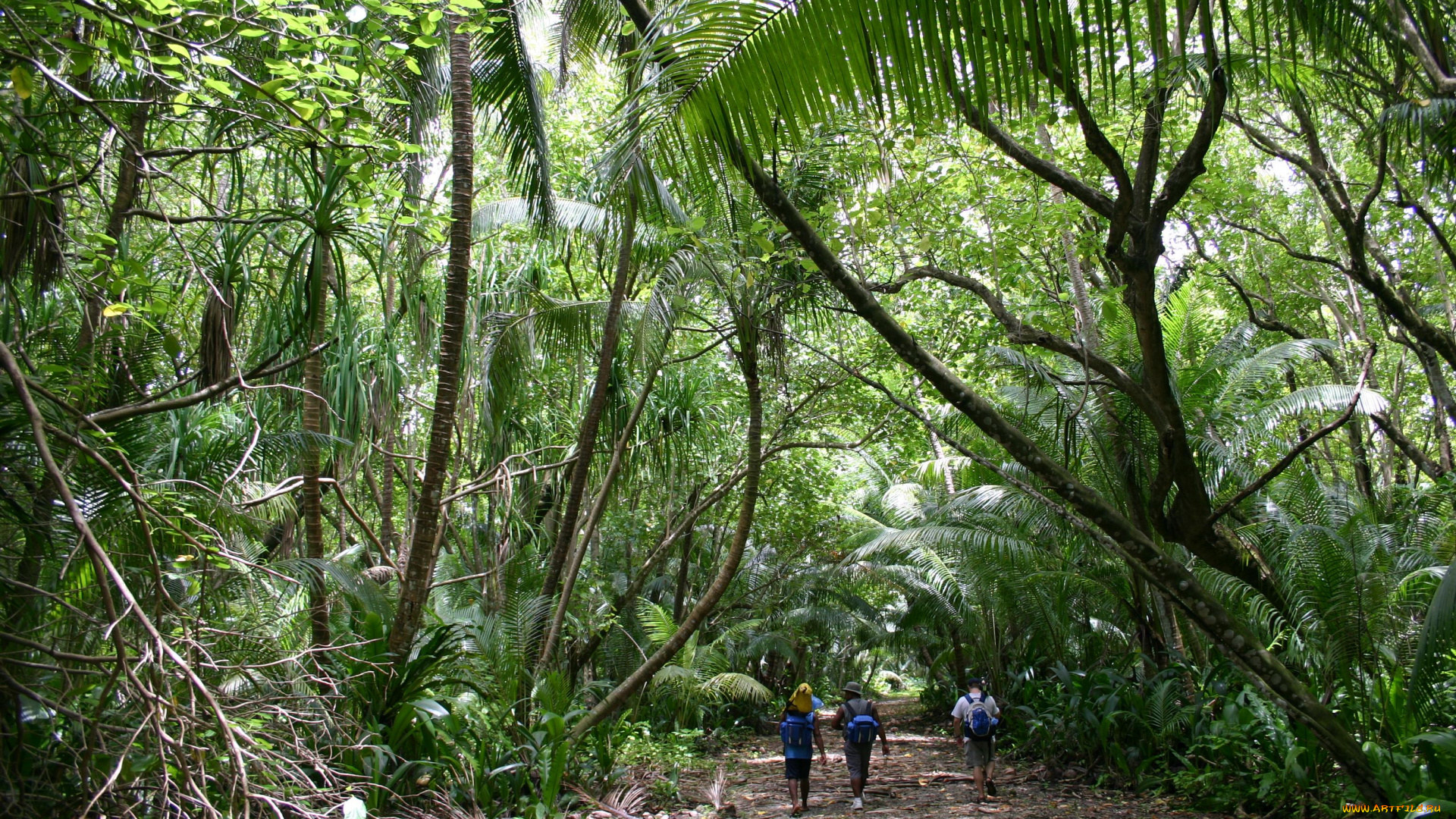 природа, лес, люди, просека, джунгли