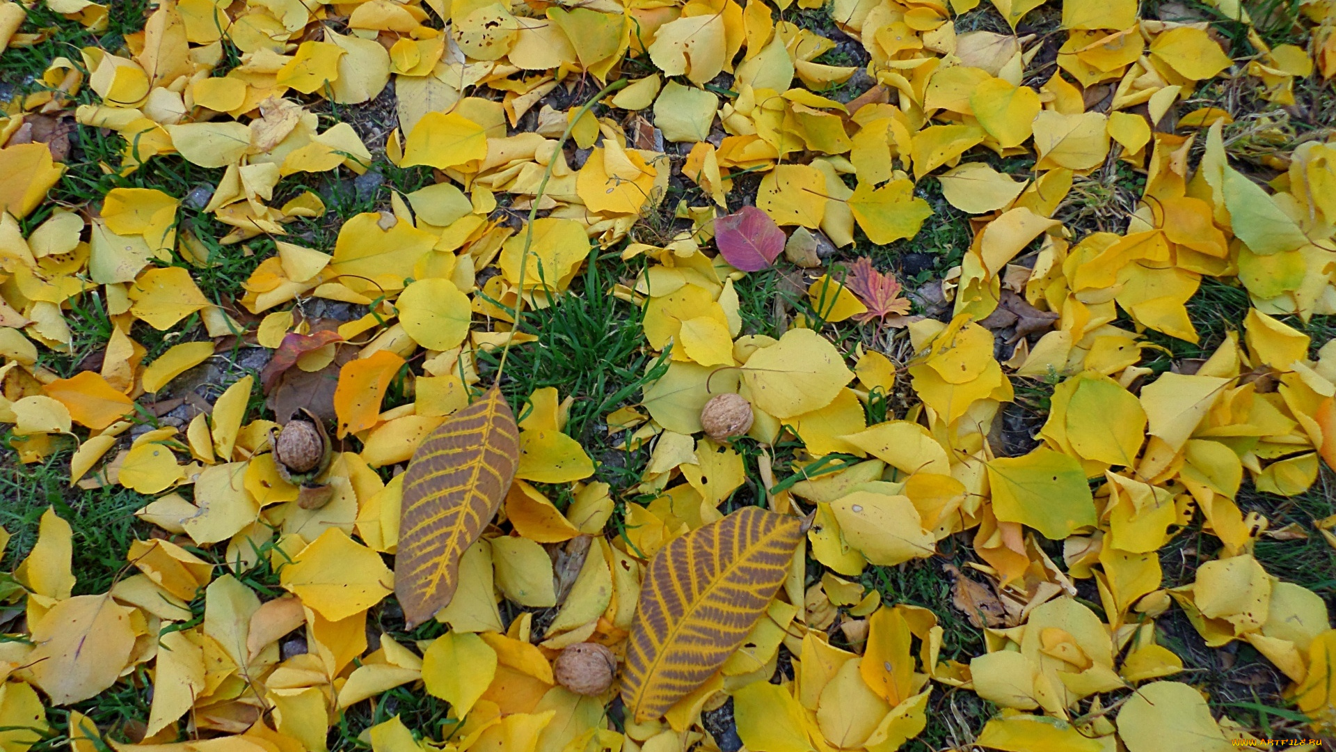 природа, листья, орехи