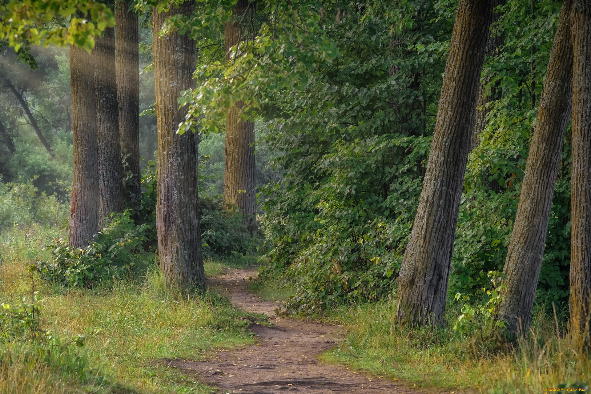 природа, лес, деревья, лучи