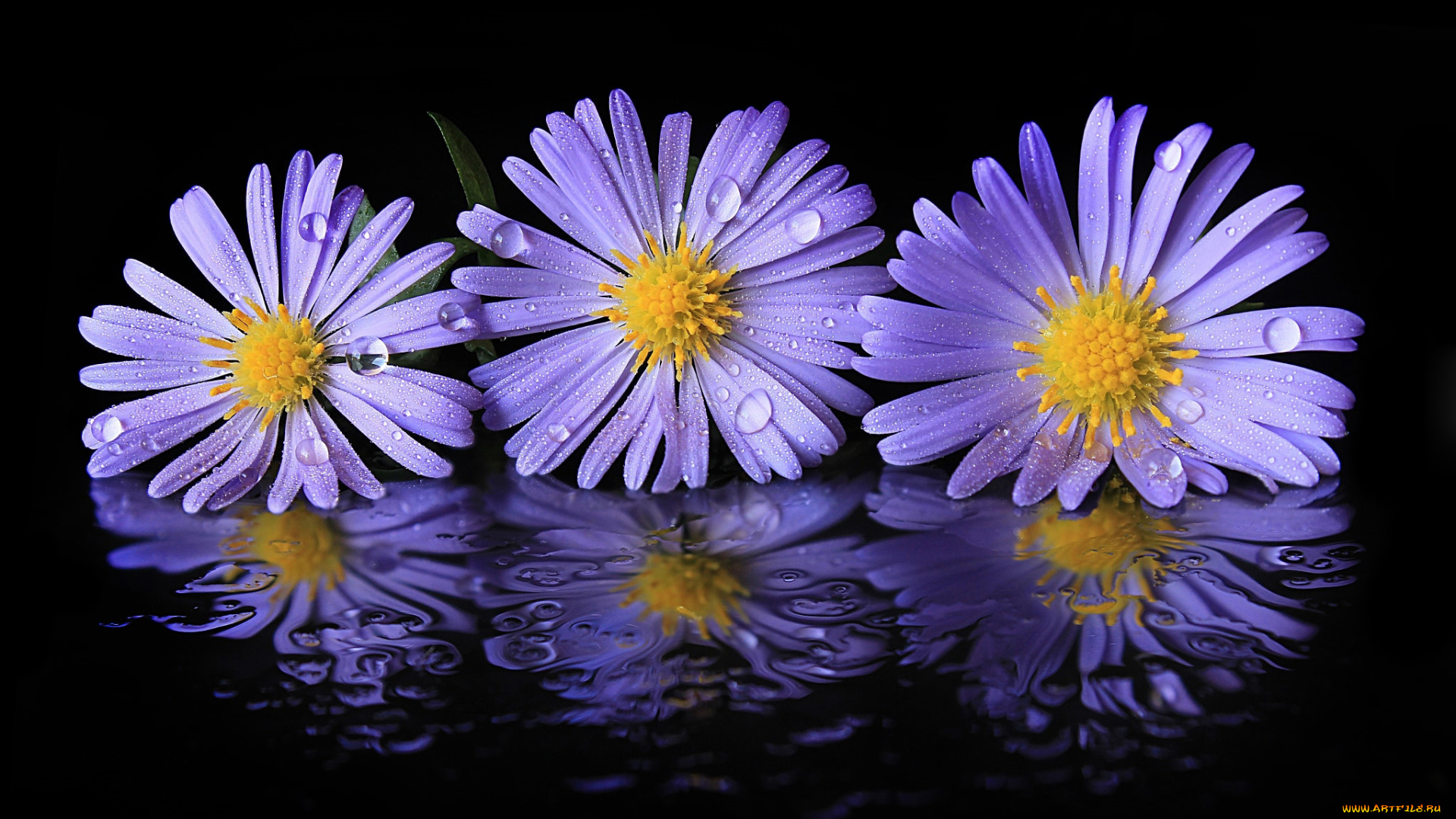 цветы, астры, трио, отражение, капли