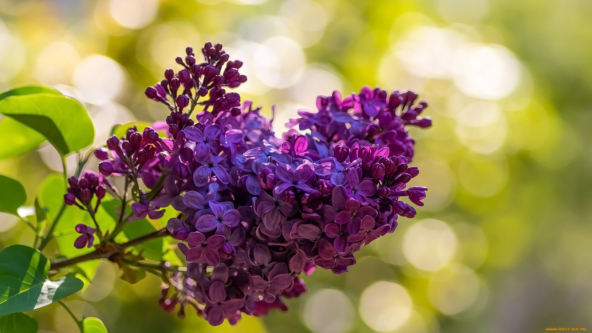 цветы, сирень, ветка