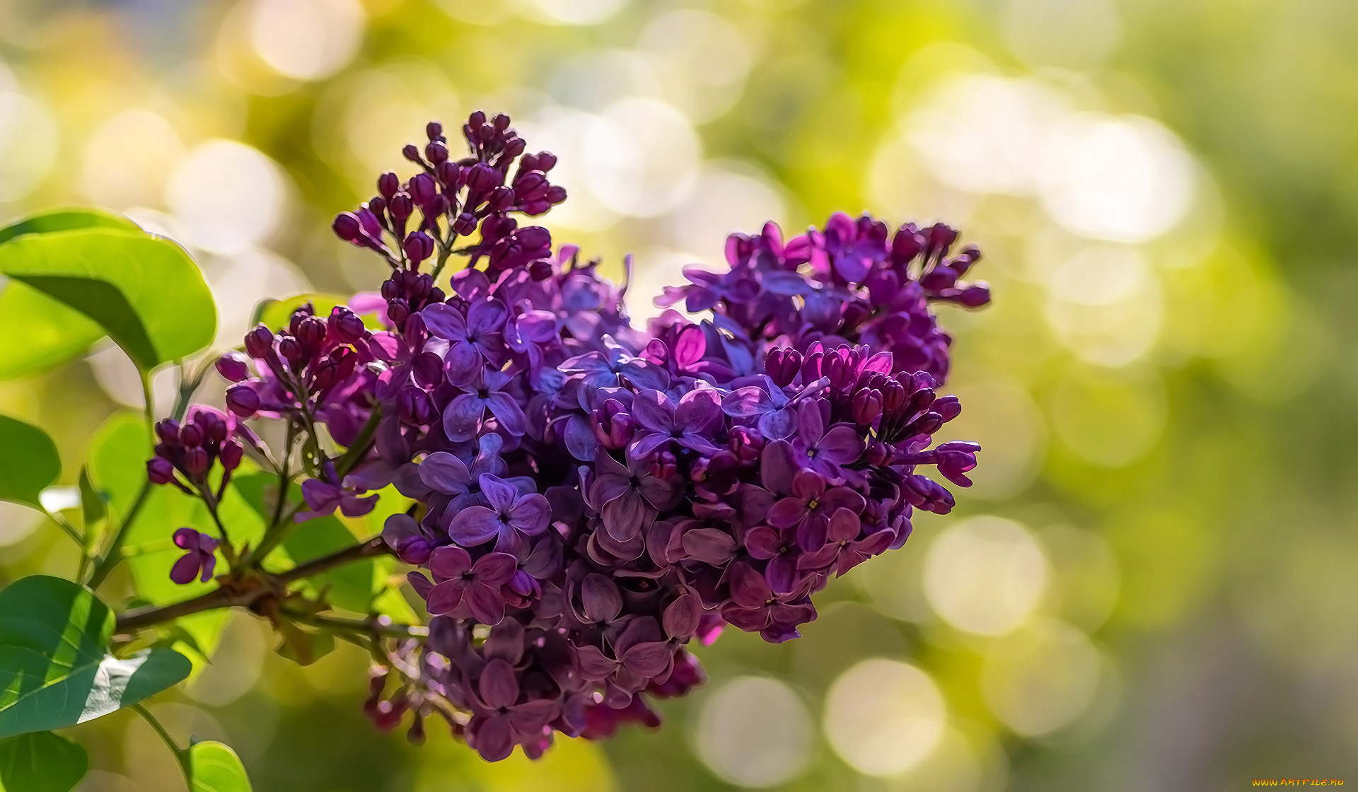 цветы, сирень, ветка