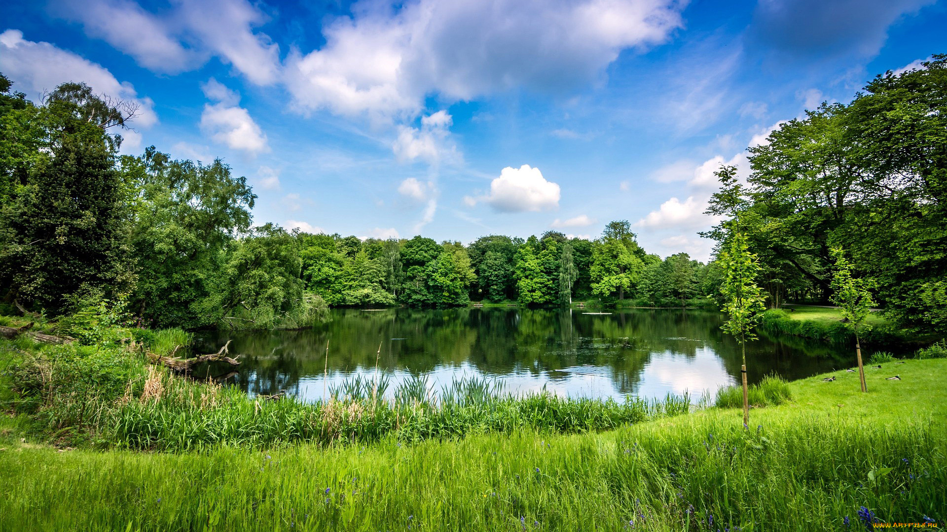 природа, реки, озера, лето, пруд, зелень