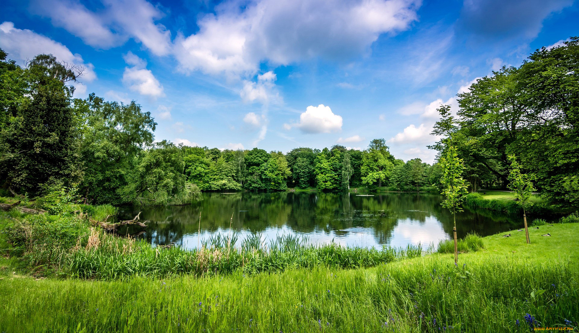 природа, реки, озера, лето, пруд, зелень