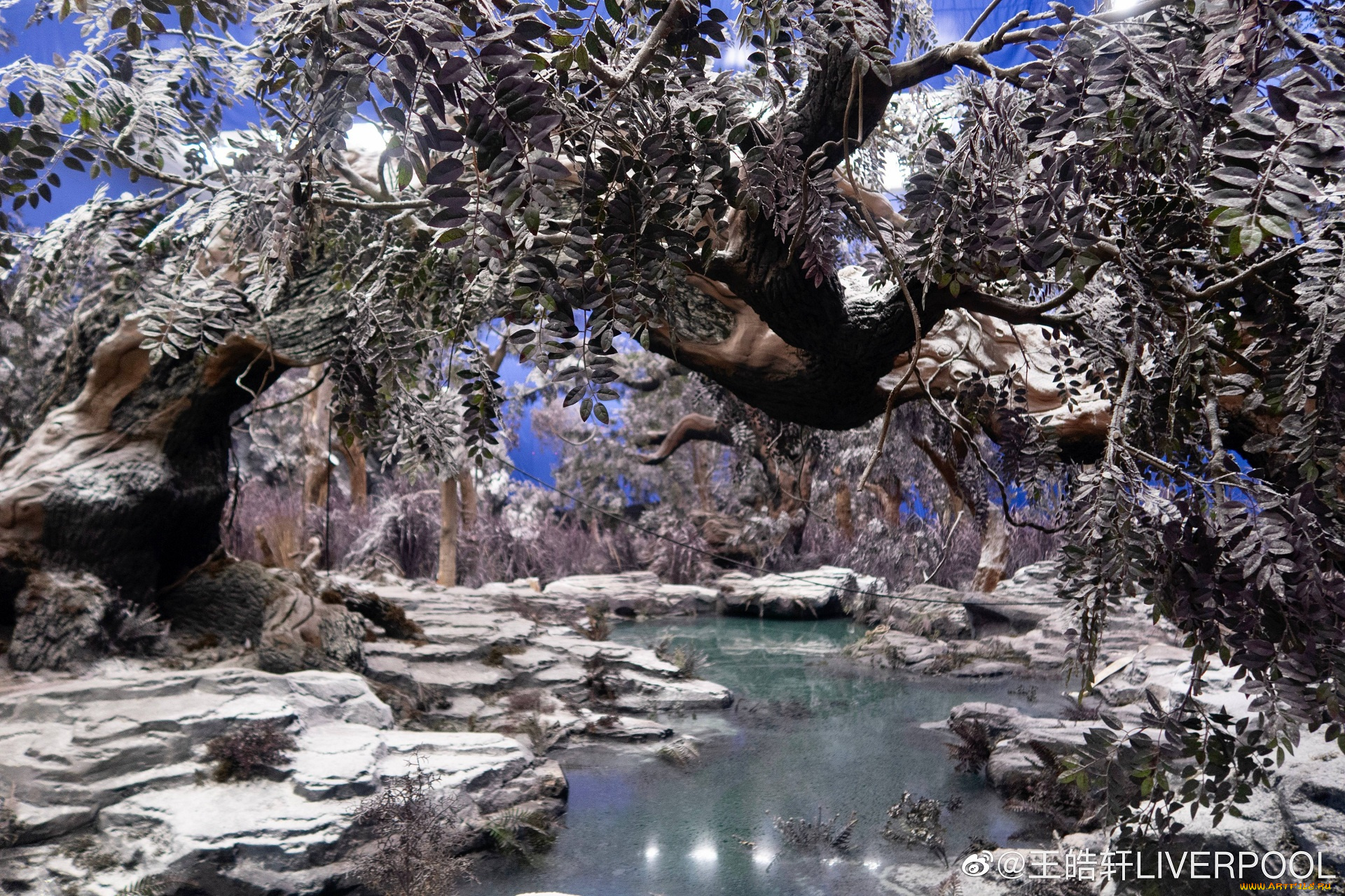 кино, фильмы, dance, of, the, phoenix, танец, феникса