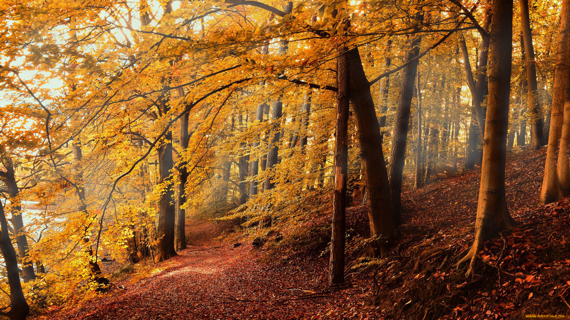 природа, лес, осень, листья, листопад