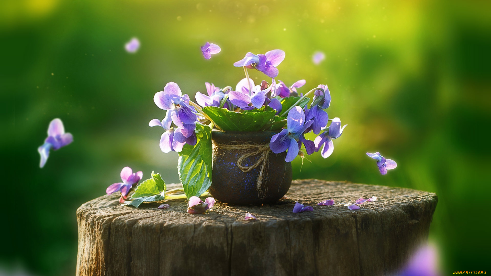 цветы, анютины, глазки, , садовые, фиалки, весна