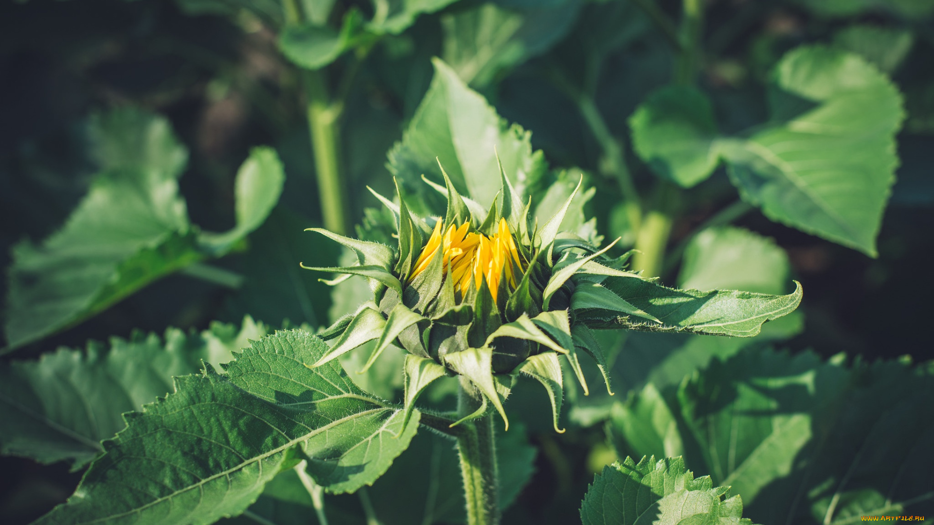 цветы, подсолнухи, бутон