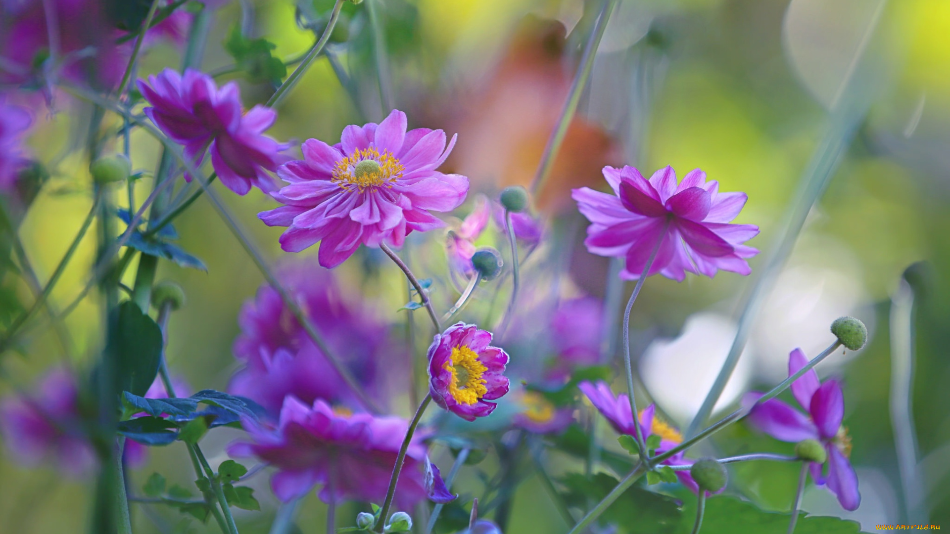 цветы, ветреницы, , печёночницы