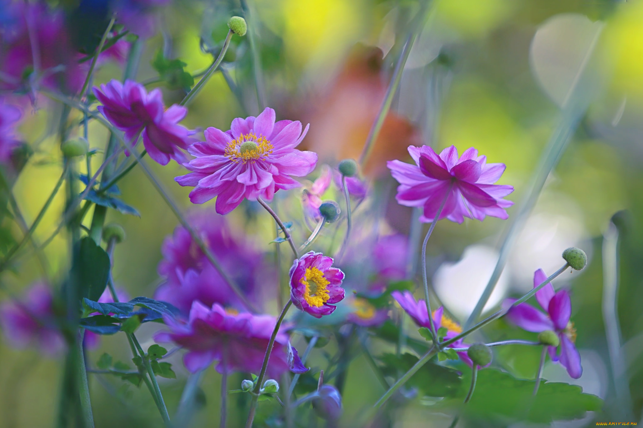 цветы, ветреницы, , печёночницы