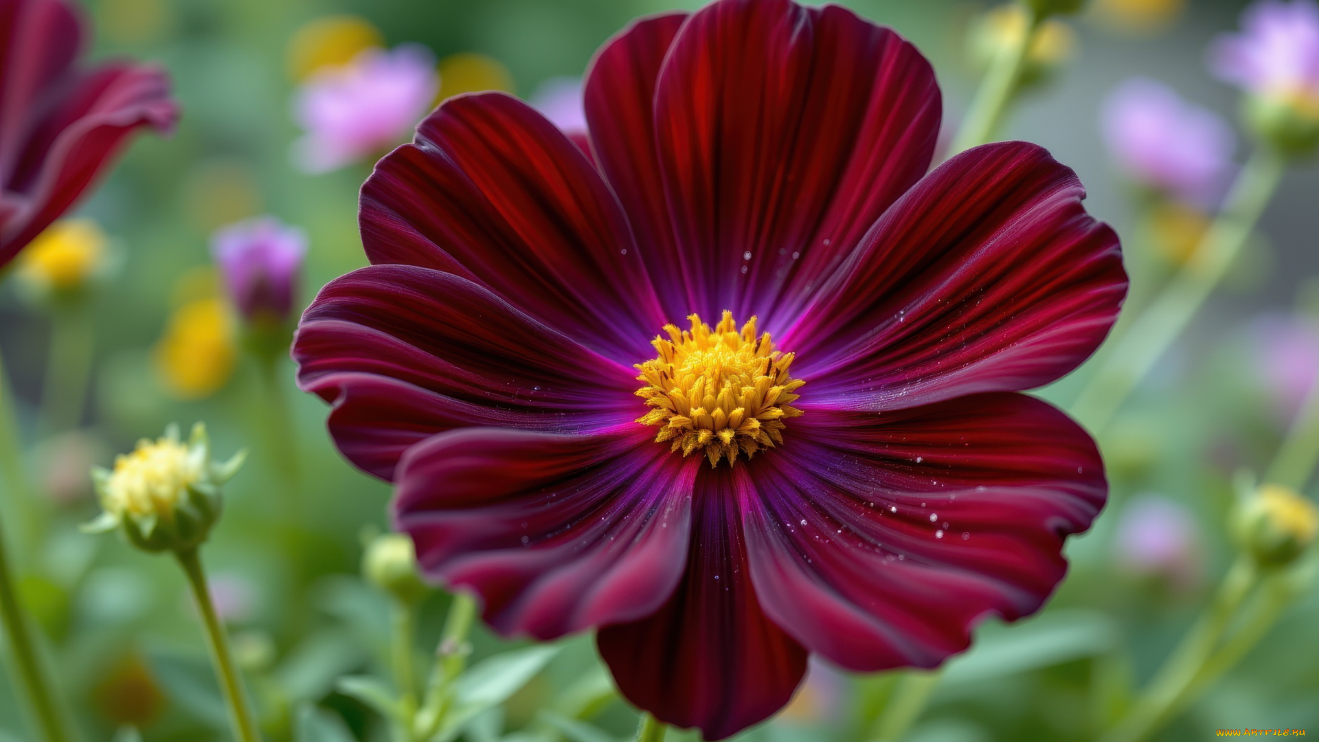 3д, графика, цветы, , flowers, космея, макро